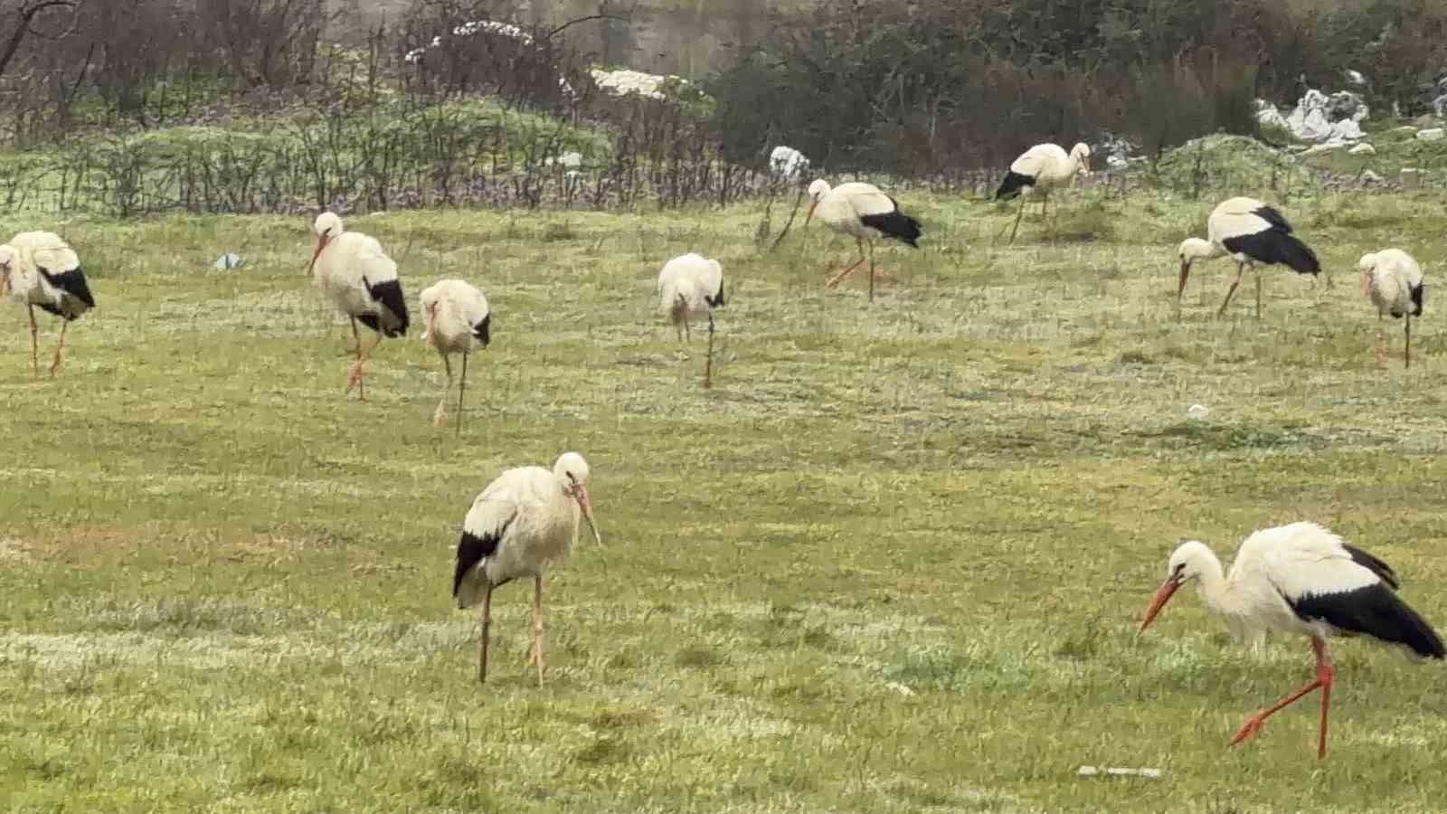 İstanbul’dan her yıl 1 milyon leylek geçiyor
İstanbul’dan her yıl 1 milyon leylek geçiyor
