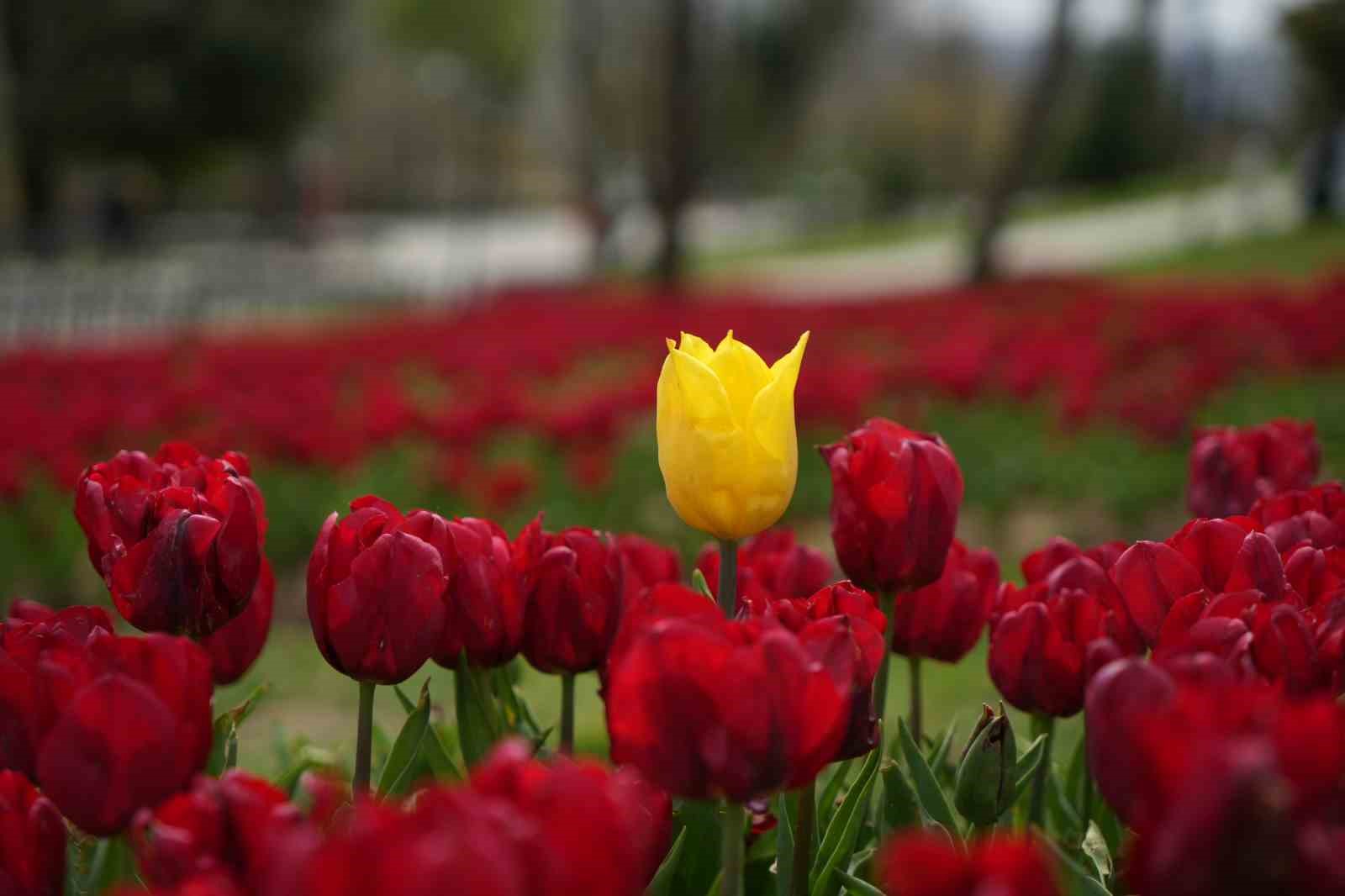 İstanbul’un simgesi laleler şehri yeniden renklendirdi
