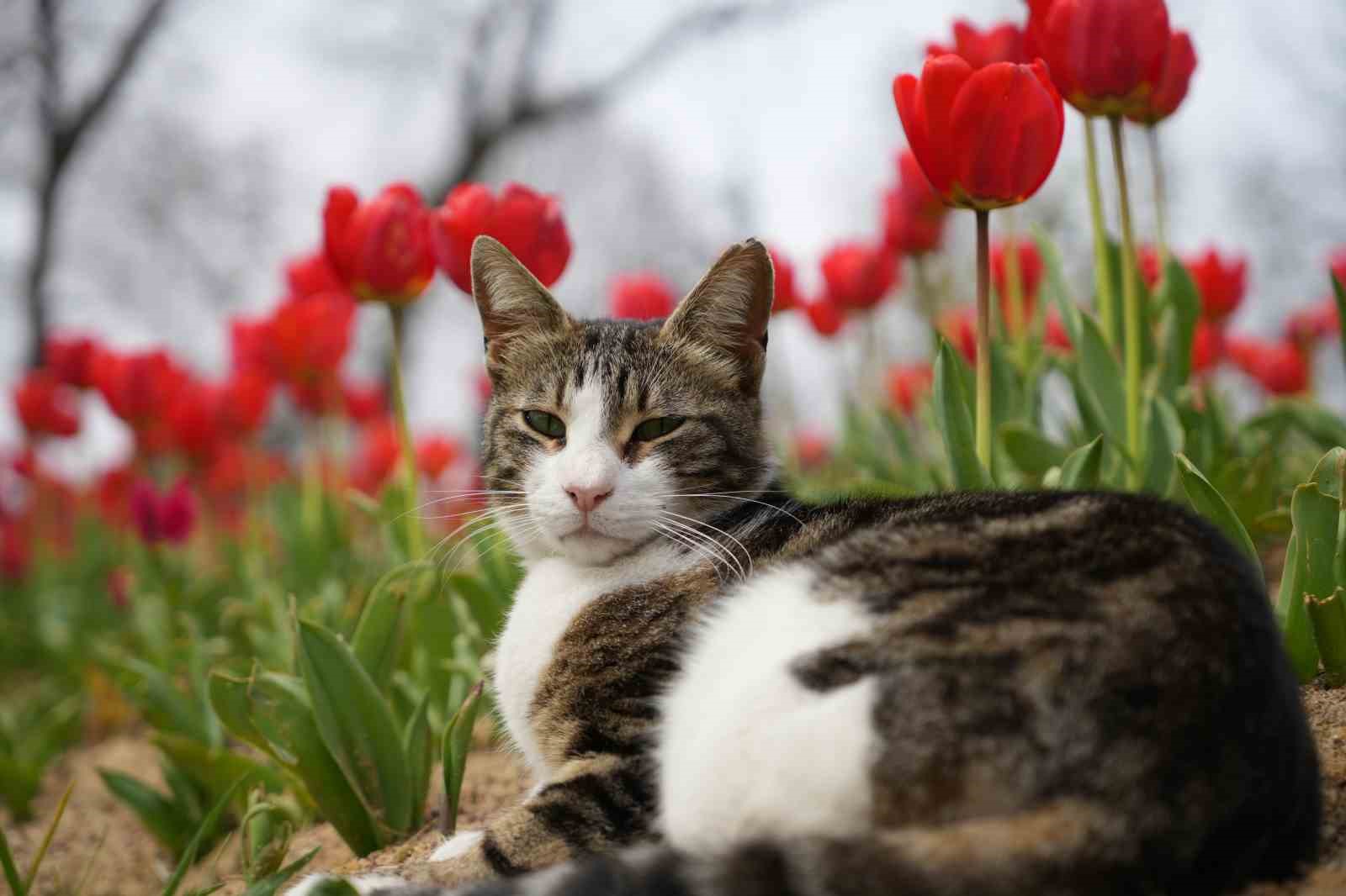 İstanbul’un simgesi laleler şehri yeniden renklendirdi
