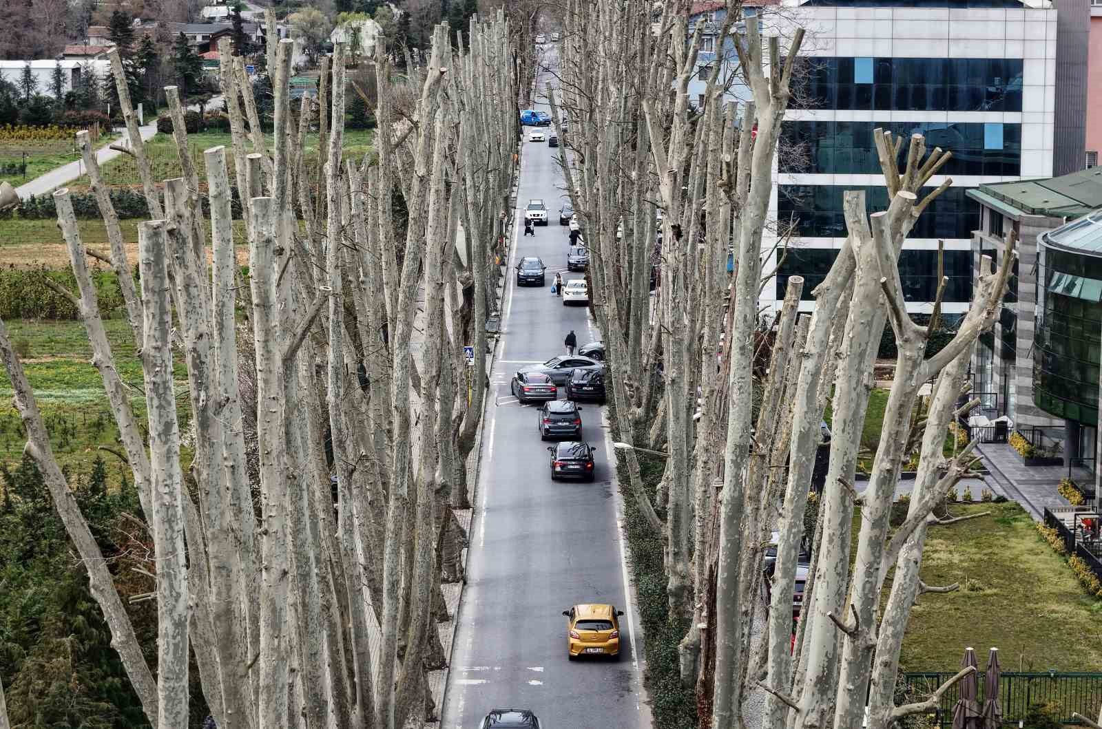 İstanbul’un tarihi çınarlarına budama, tartışma başlattı
İstanbul’un tarihi çınarlarına budama, tartışma başlattı