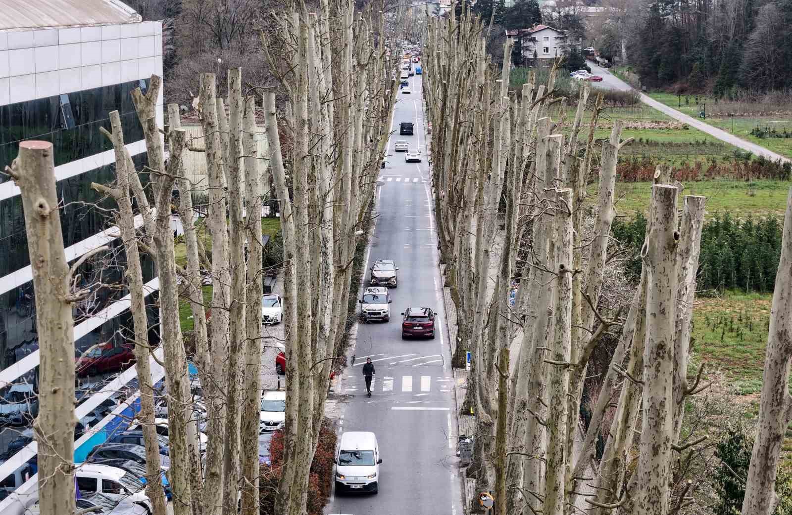 İstanbul’un tarihi çınarlarına budama, tartışma başlattı
İstanbul’un tarihi çınarlarına budama, tartışma başlattı