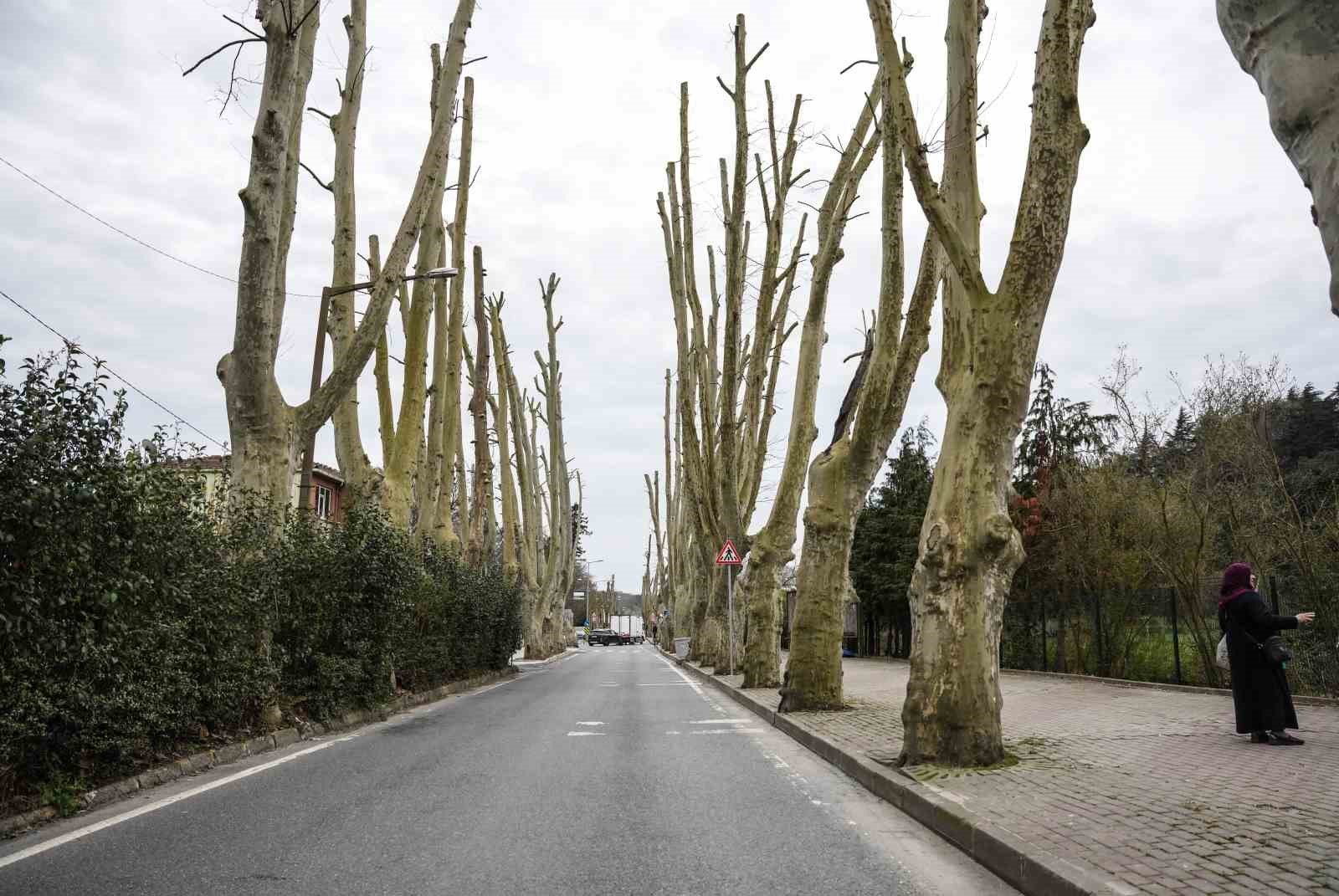 İstanbul’un tarihi çınarlarına budama, tartışma başlattı
İstanbul’un tarihi çınarlarına budama, tartışma başlattı