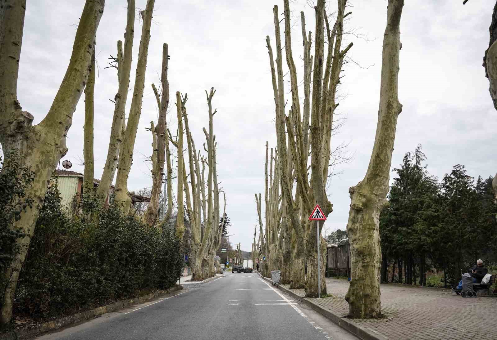 İstanbul’un tarihi çınarlarına budama, tartışma başlattı
İstanbul’un tarihi çınarlarına budama, tartışma başlattı