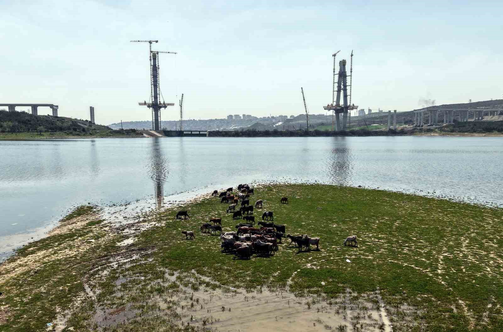 İstanbul’un yeni yüzü; köprü yükselirken keçiler merada
