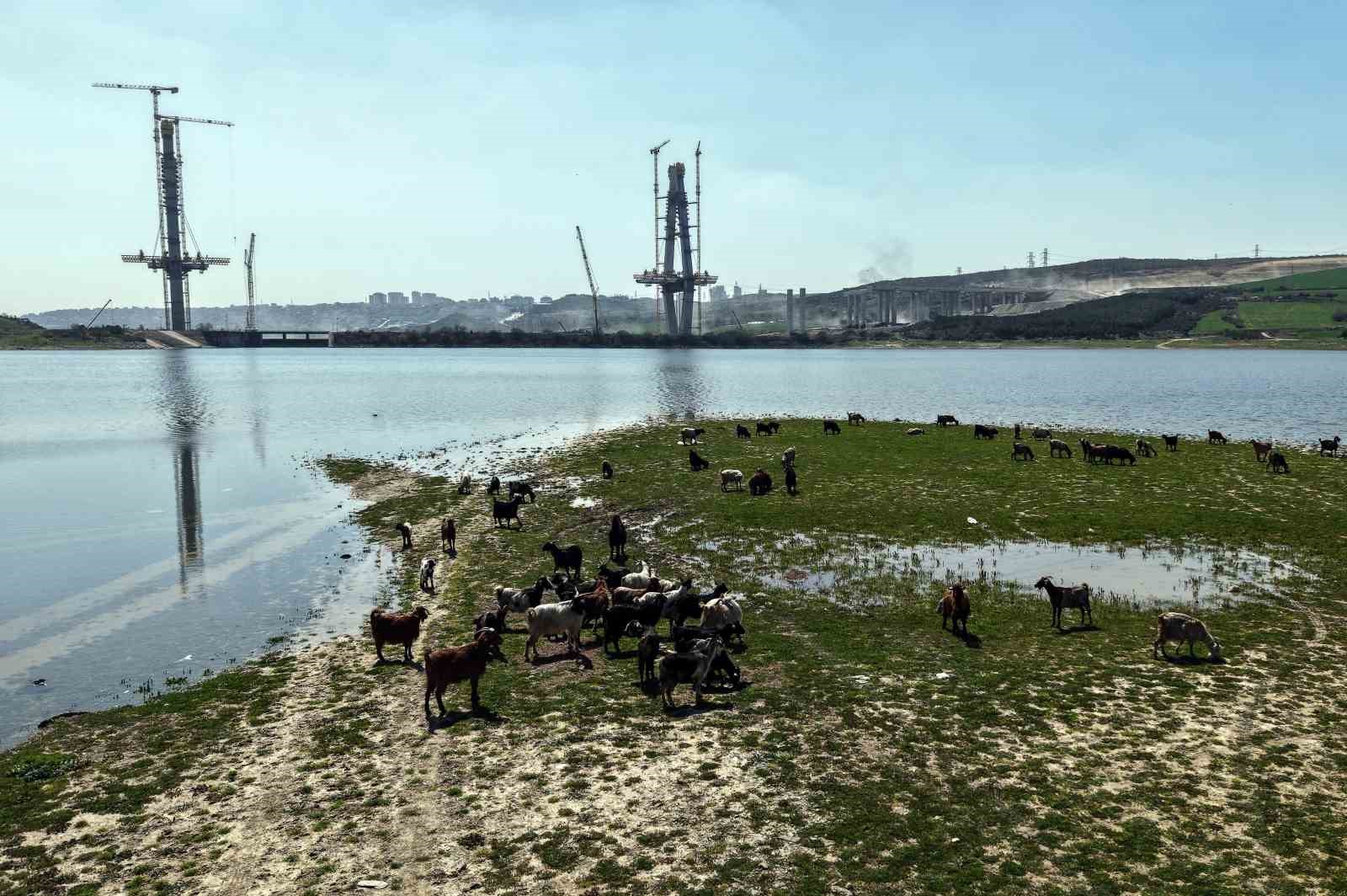 İstanbul’un yeni yüzü; köprü yükselirken keçiler merada
