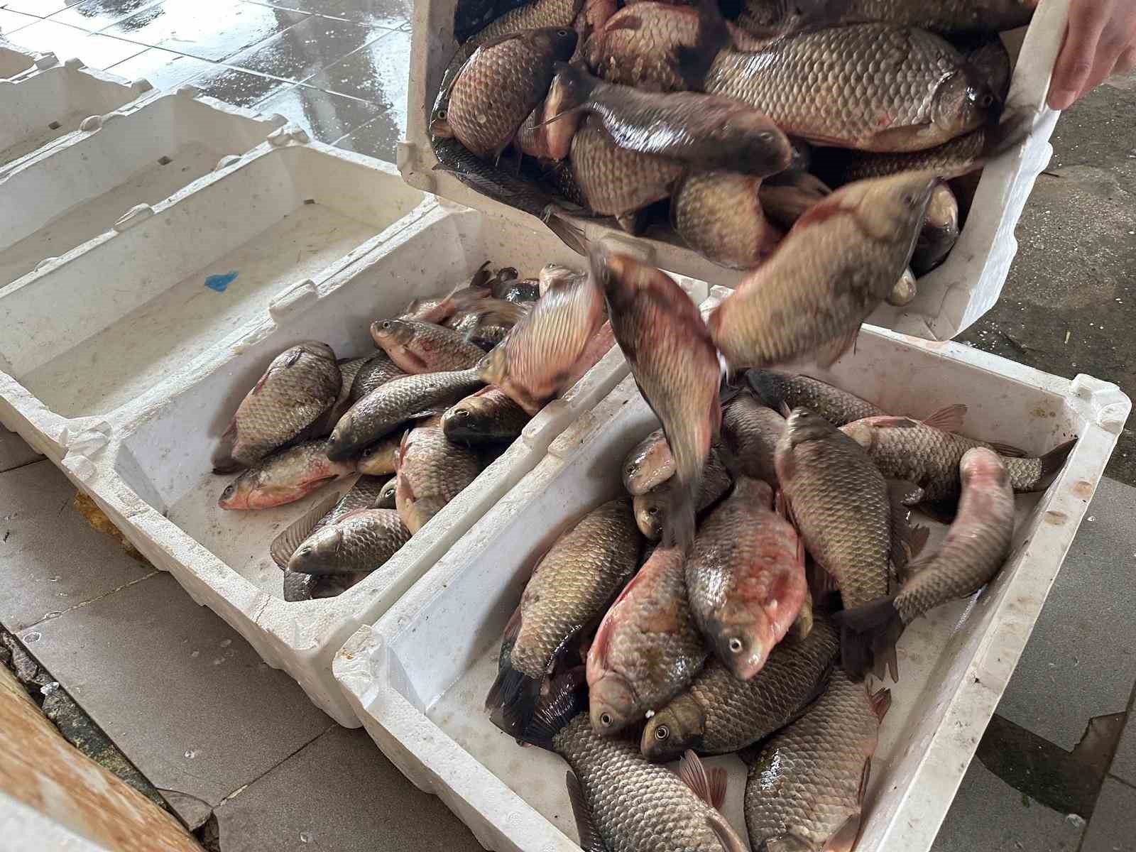 İstilacı İsrail sazanları balıkçılara gelir kaynağı oldu
