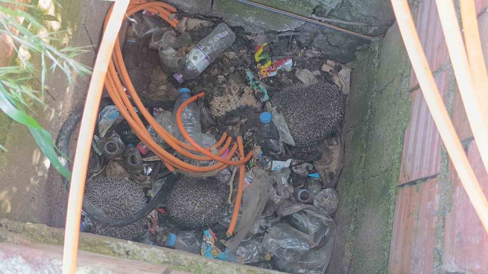 İtfaiyeden rögarda üç kirpi, bacada serçe mesaisi
