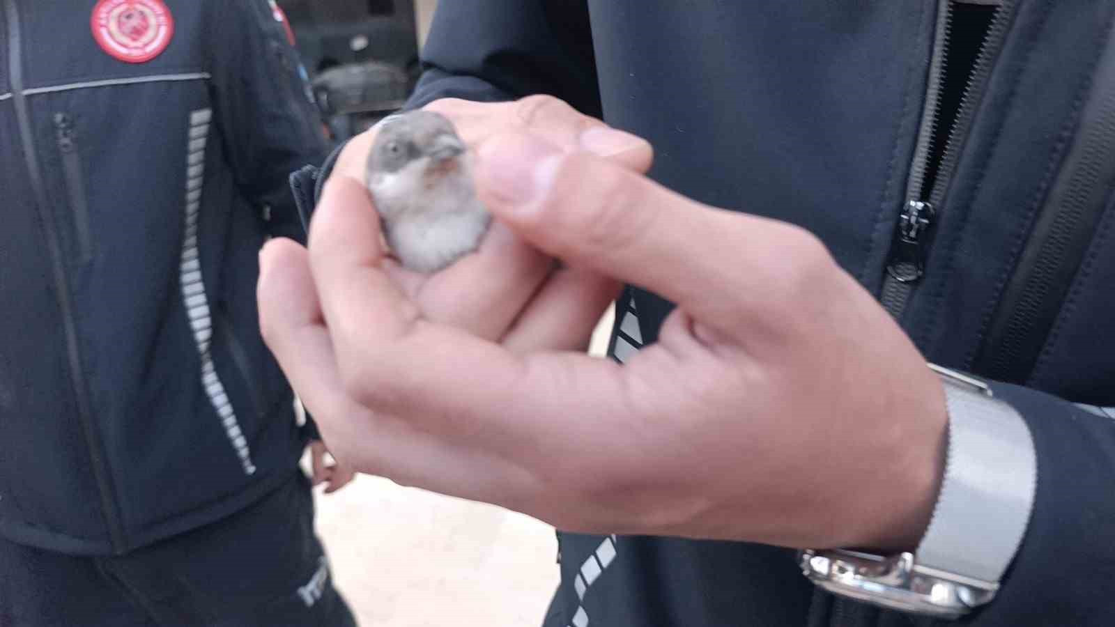 İtfaiyeden rögarda üç kirpi, bacada serçe mesaisi
