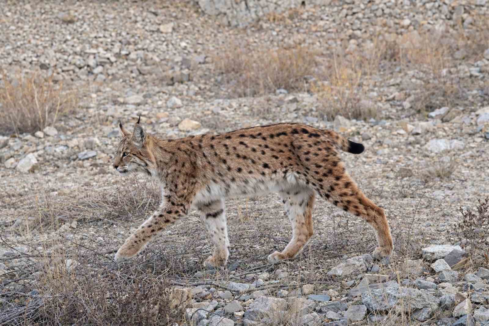 IUCN kırmızı listesinde yer alıyor: ’Ormanın hayaleti’ en net haliyle görüntülendi
