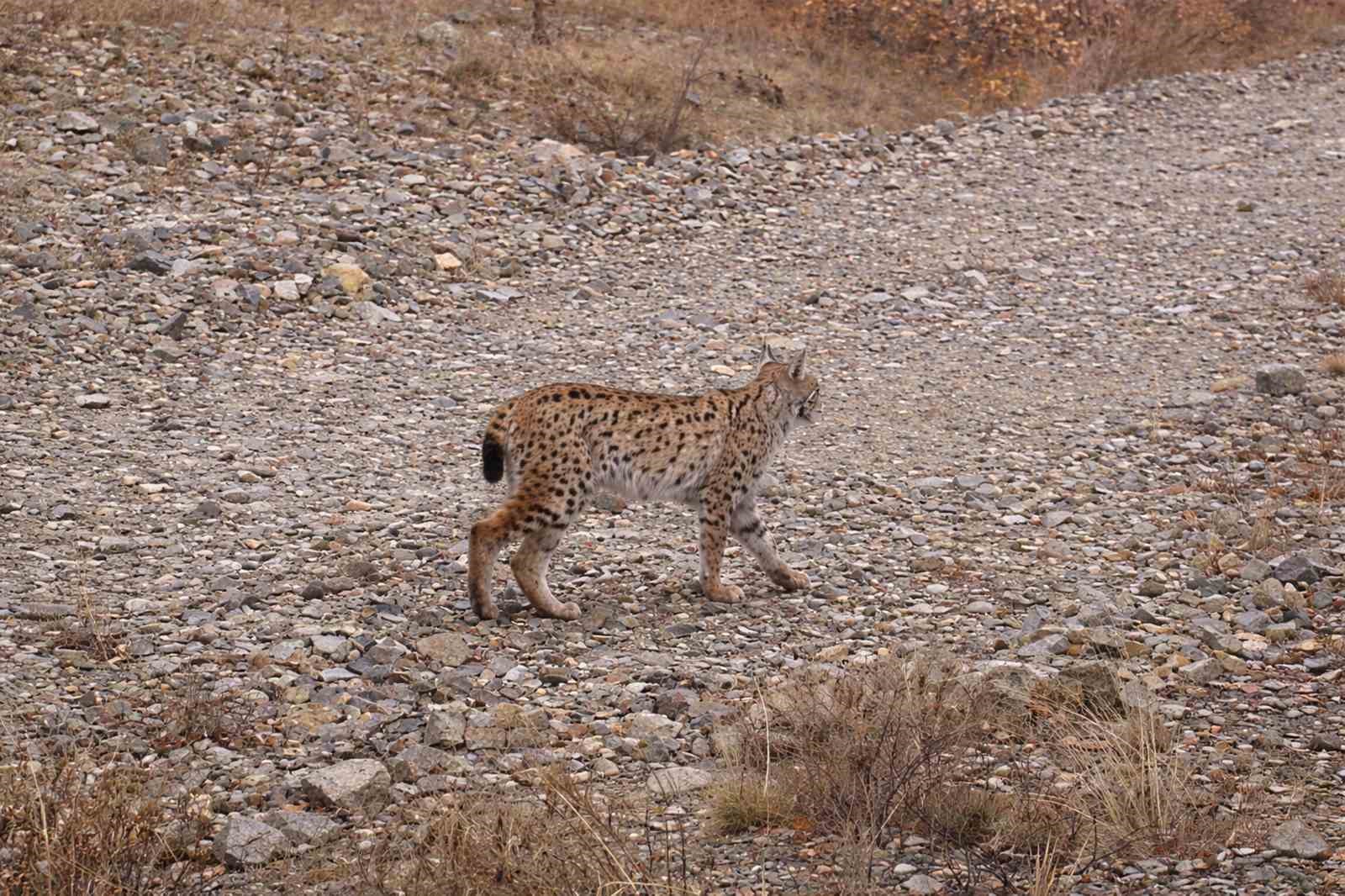 IUCN kırmızı listesinde yer alıyor: ’Ormanın hayaleti’ en net haliyle görüntülendi
