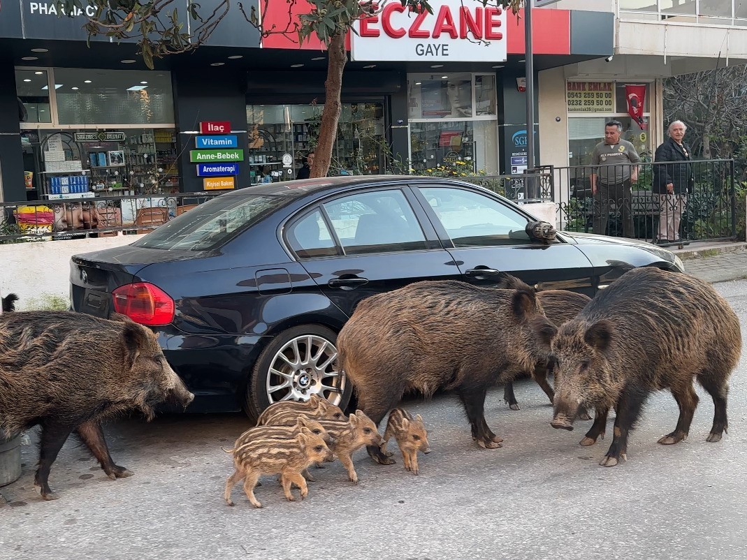 İzmir’de domuzlar sosyal hayatın parçası olmaya başladı
