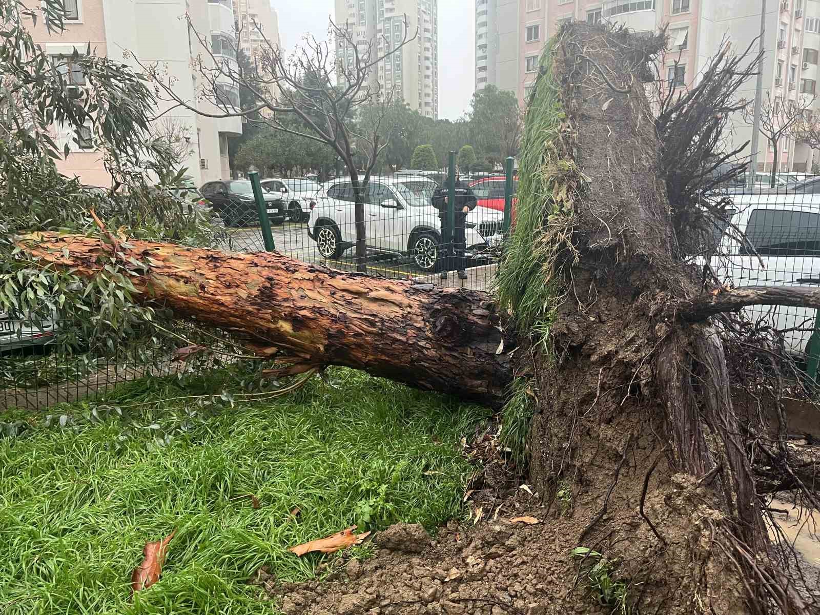 İzmir’de fırtına ağaçları devirdi: 5 araç hasar gördü
İzmir’de fırtına ağaçları devirdi: 5 araç hasar gördü