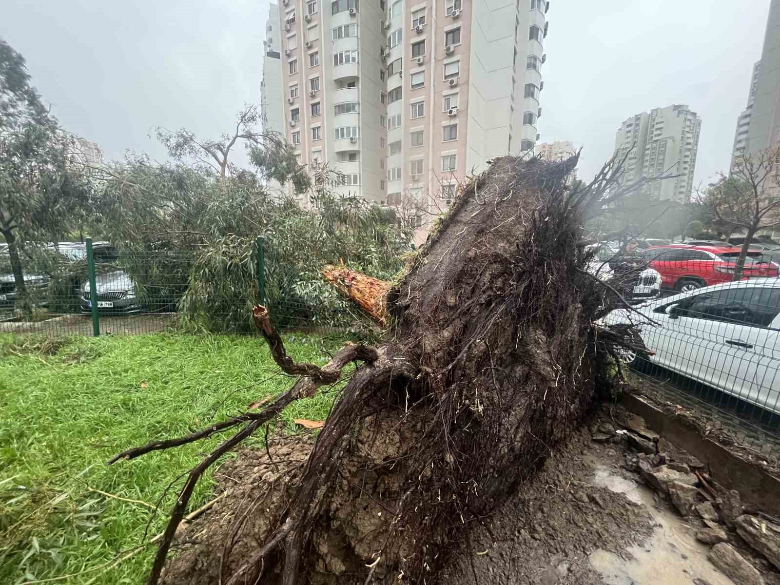 İzmir’de fırtına ağaçları devirdi: 5 araç hasar gördü
İzmir’de fırtına ağaçları devirdi: 5 araç hasar gördü