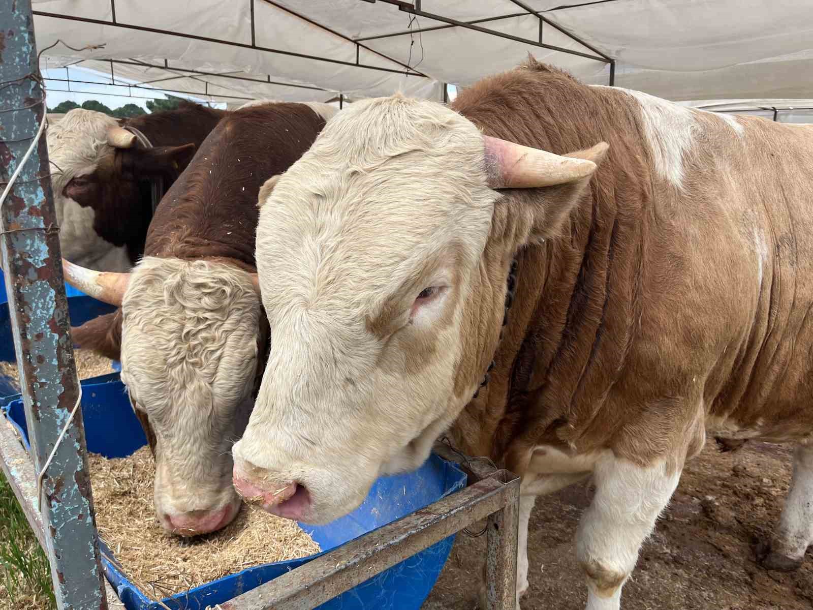 İzmir’de kurban pazarları kurulmaya başladı
