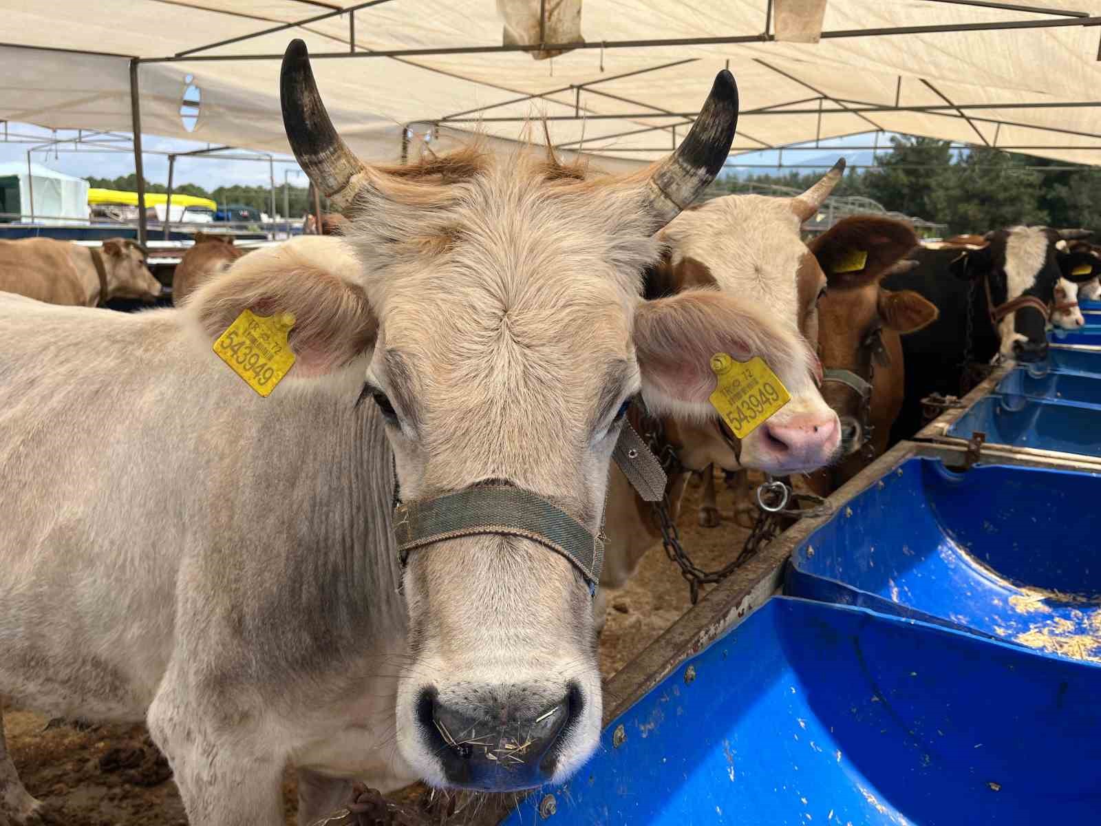 İzmir’de kurban pazarları kurulmaya başladı
