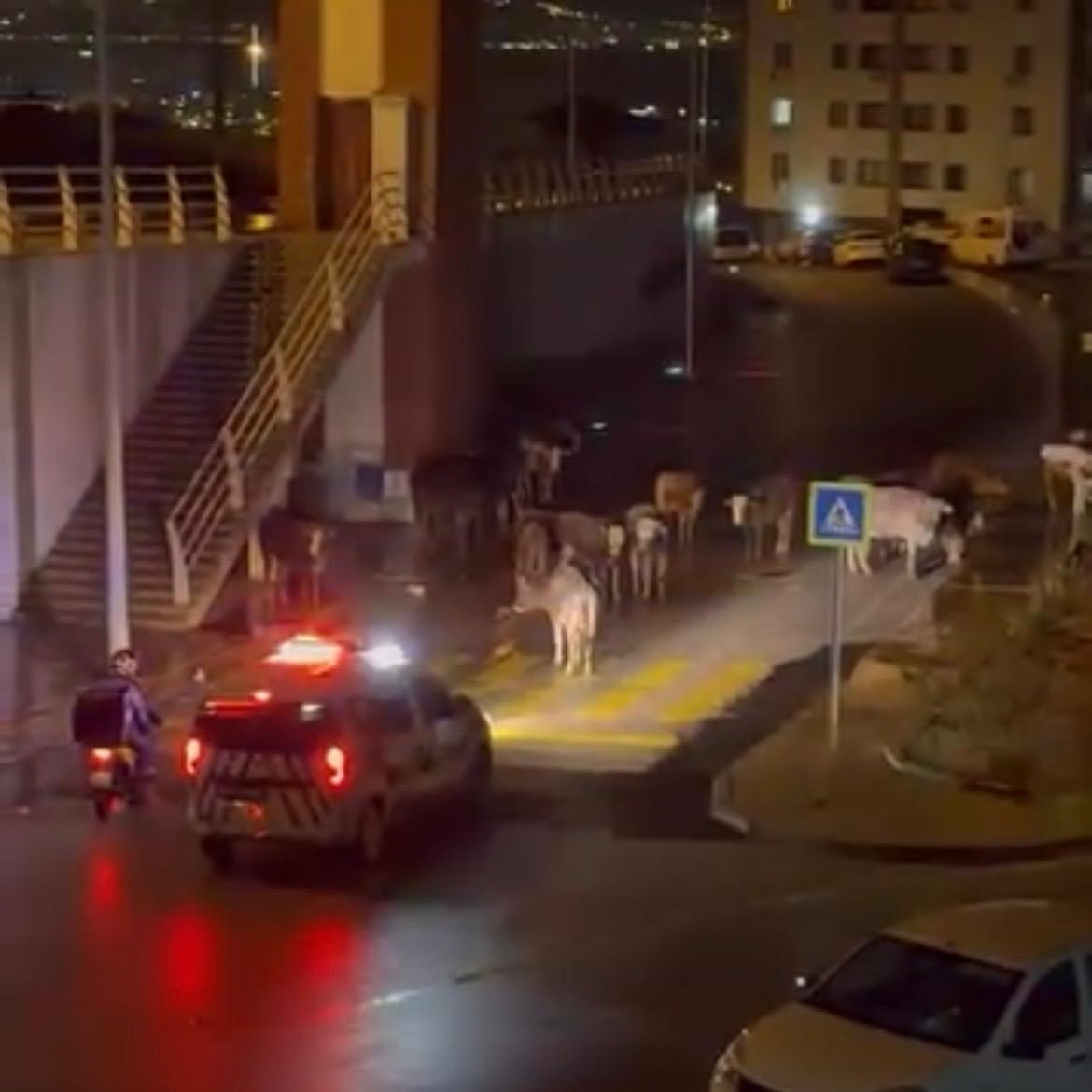 İzmir’de polisin "İnekler dağılın" anonsu gülümsetti
