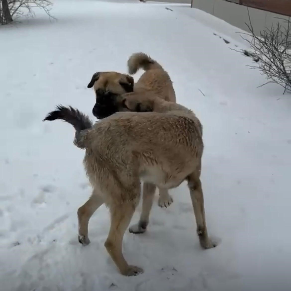 İzmir’in yüksek kesimlerine bayramda kar yağdı
