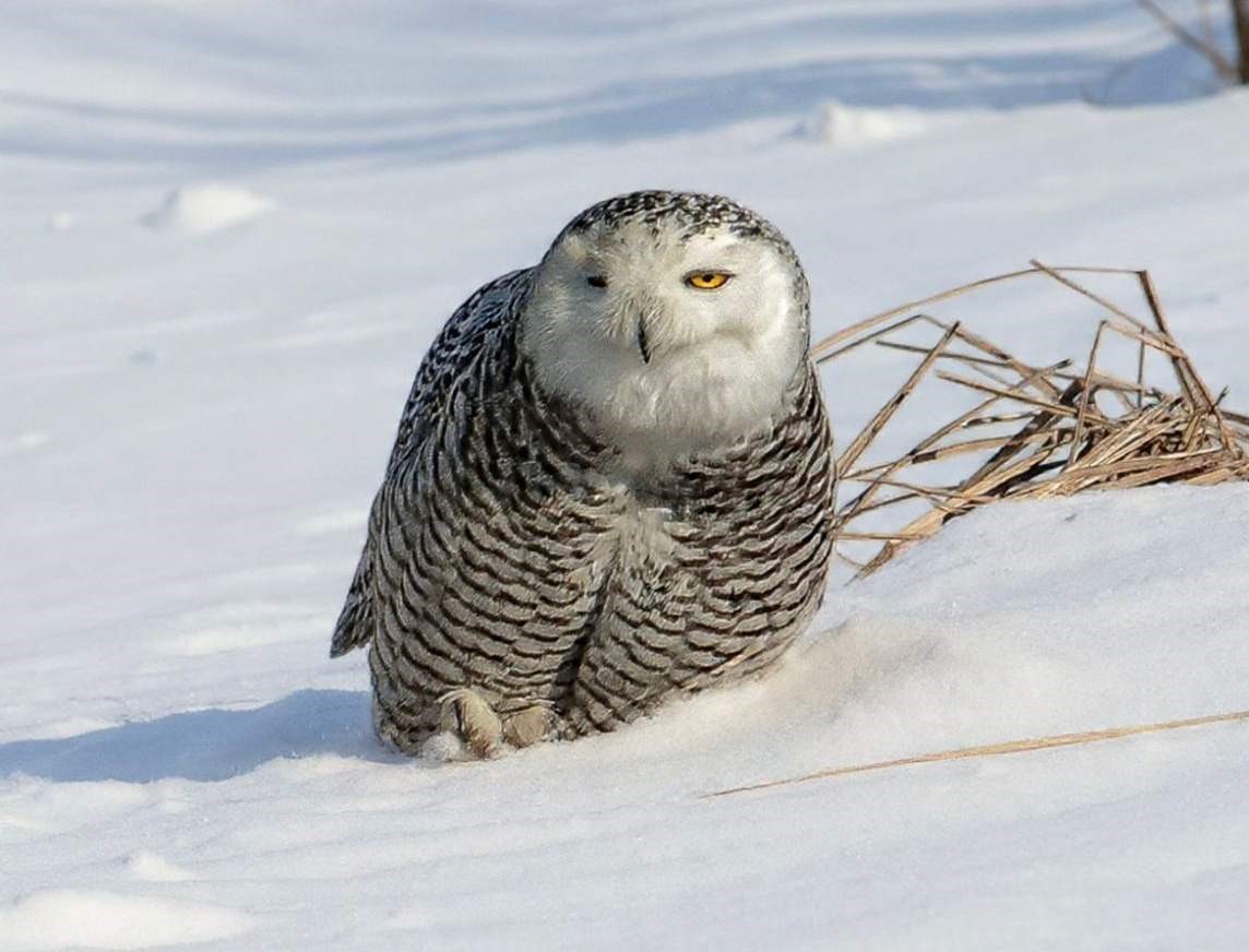 İzmirli doğa fotoğrafçısı Şimşek, Amerika’da kar baykuşunu fotoğraflamayı başardı
