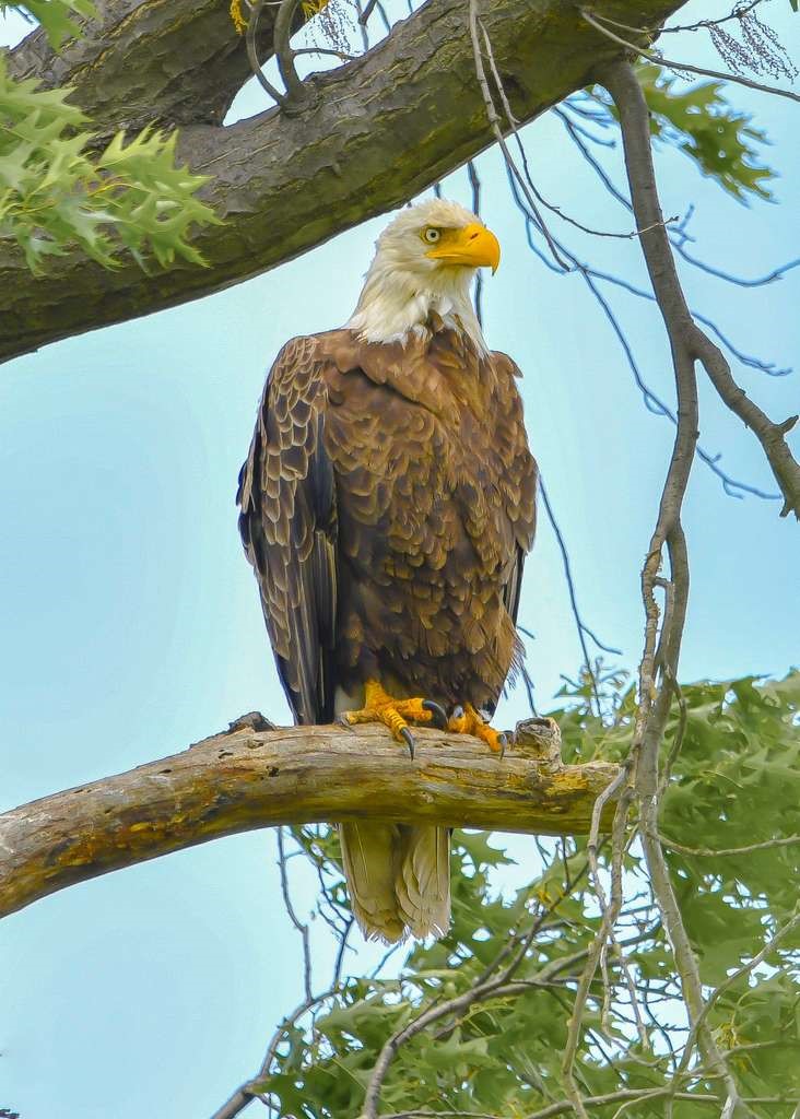 İzmirli doğa fotoğrafçısı Şimşek, Amerika’da kar baykuşunu fotoğraflamayı başardı
