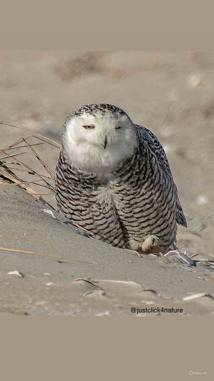 İzmirli doğa fotoğrafçısı Şimşek, Amerika’da kar baykuşunu fotoğraflamayı başardı
