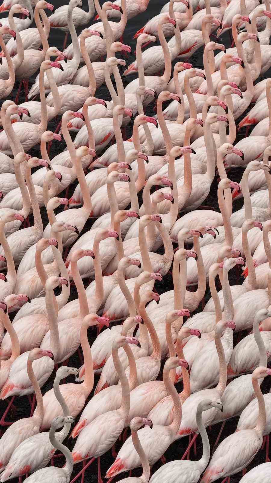 İzmit Körfezi’nde allı turna güzelliği
