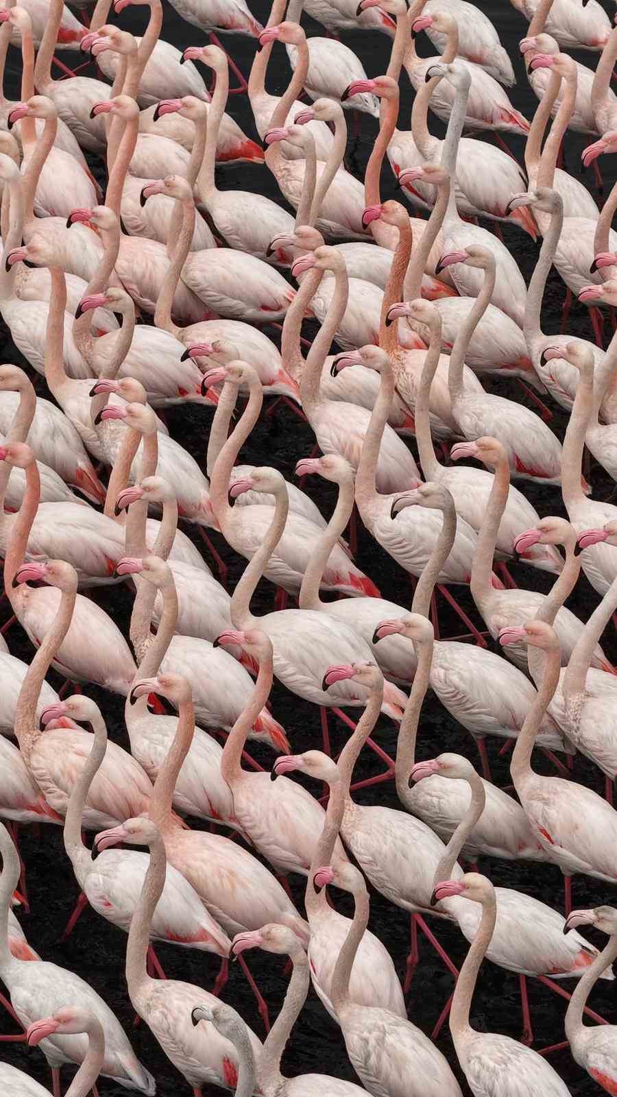 İzmit Körfezi’nde allı turna güzelliği
