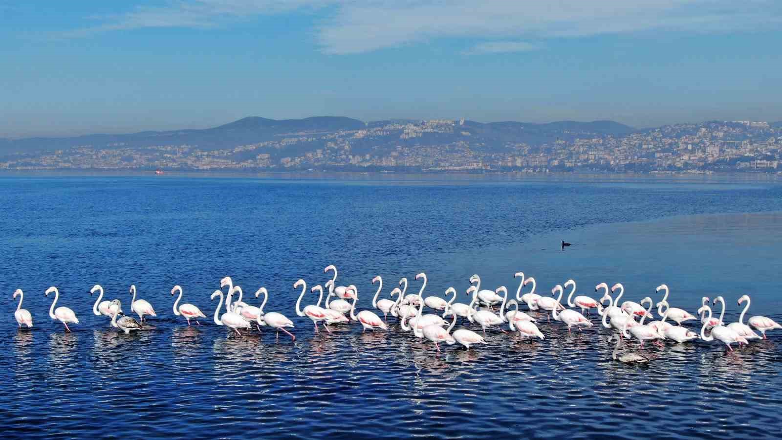 İzmit Körfezi’nde çamur gitti, allı turnaların sayısı ikiye katlandı
