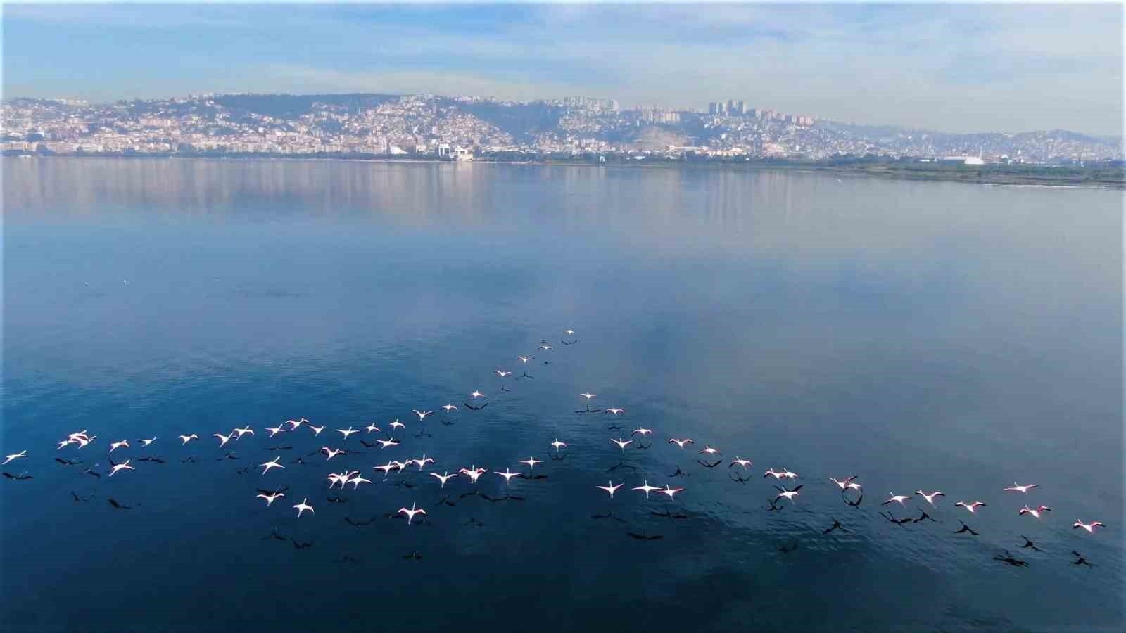 İzmit Körfezi’nde çamur gitti, allı turnaların sayısı ikiye katlandı
