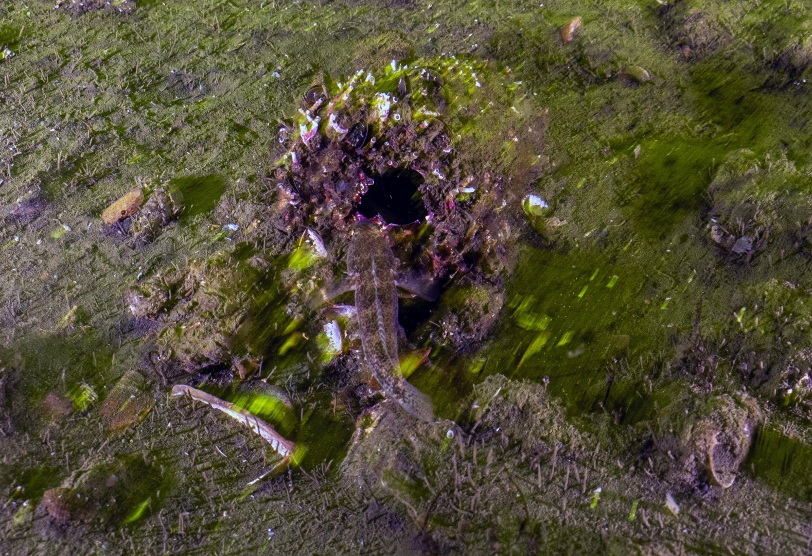 İzmit Körfezi’nden 1 milyon 750 bin metreküp dip çamuru temizlendi
İzmit Körfezi’nden 1 milyon 750 bin metreküp dip çamuru temizlendi