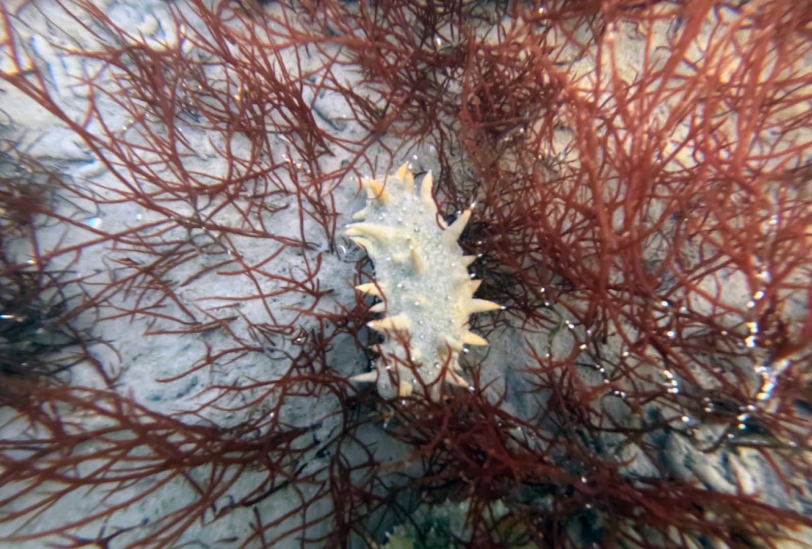 İzmit Körfezi’nden 1,8 milyon metreküp çamur çıkarıldı, deniz canlıları geri döndü
