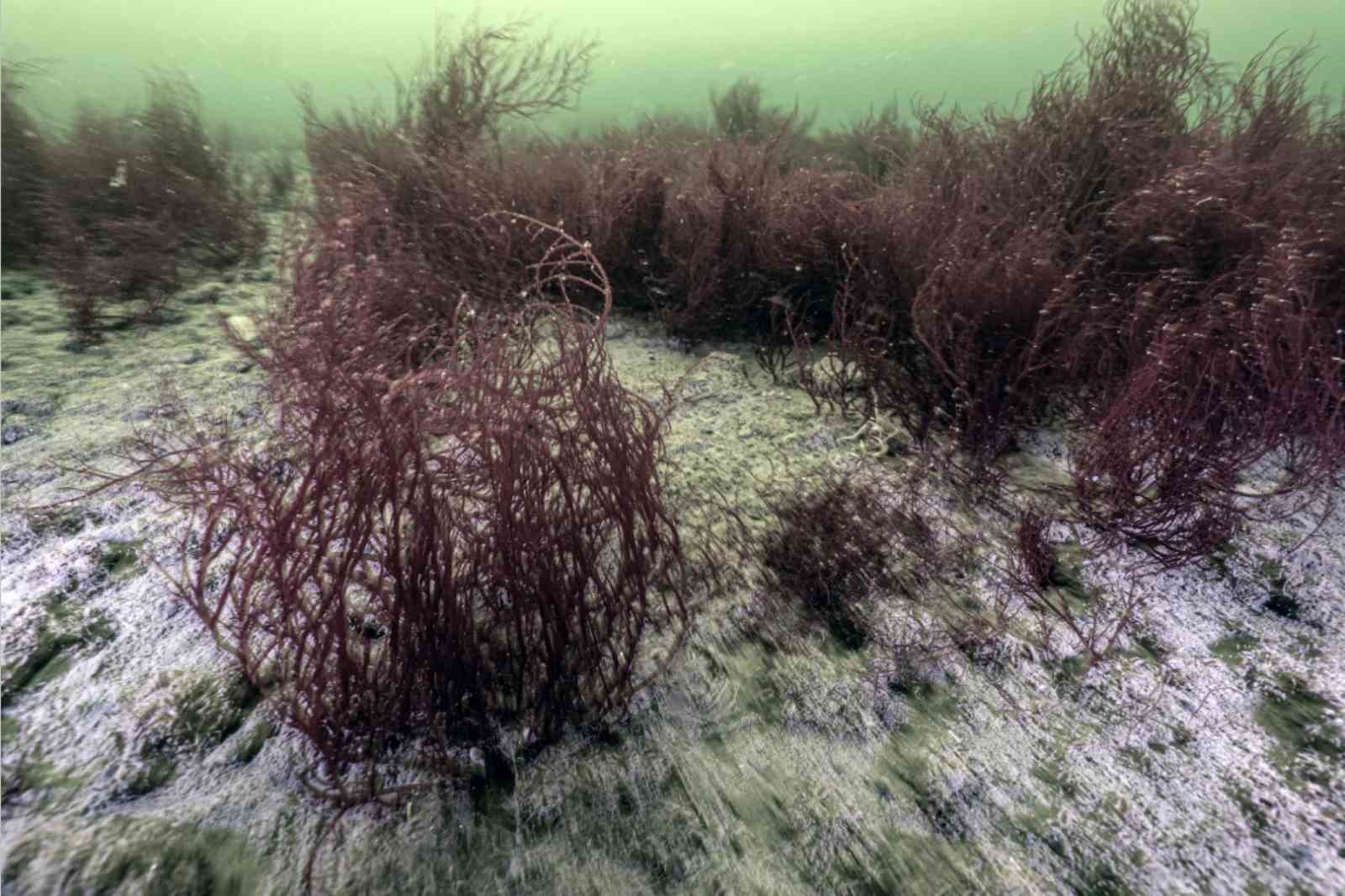 İzmit Körfezi’nden 1,8 milyon metreküp çamur çıkarıldı, deniz canlıları geri döndü
