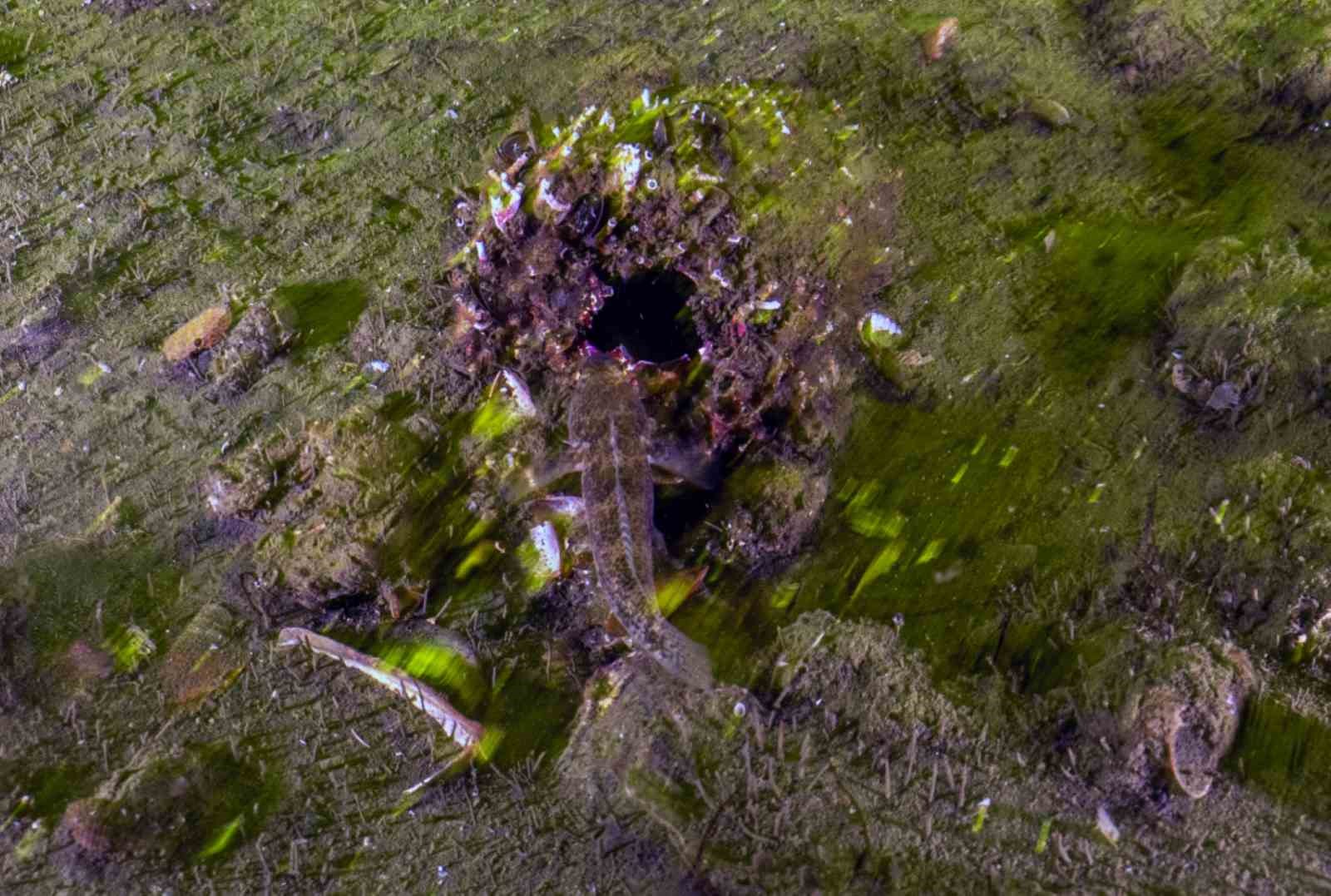 İzmit Körfezi’nden 1,8 milyon metreküp çamur çıkarıldı, deniz canlıları geri döndü
