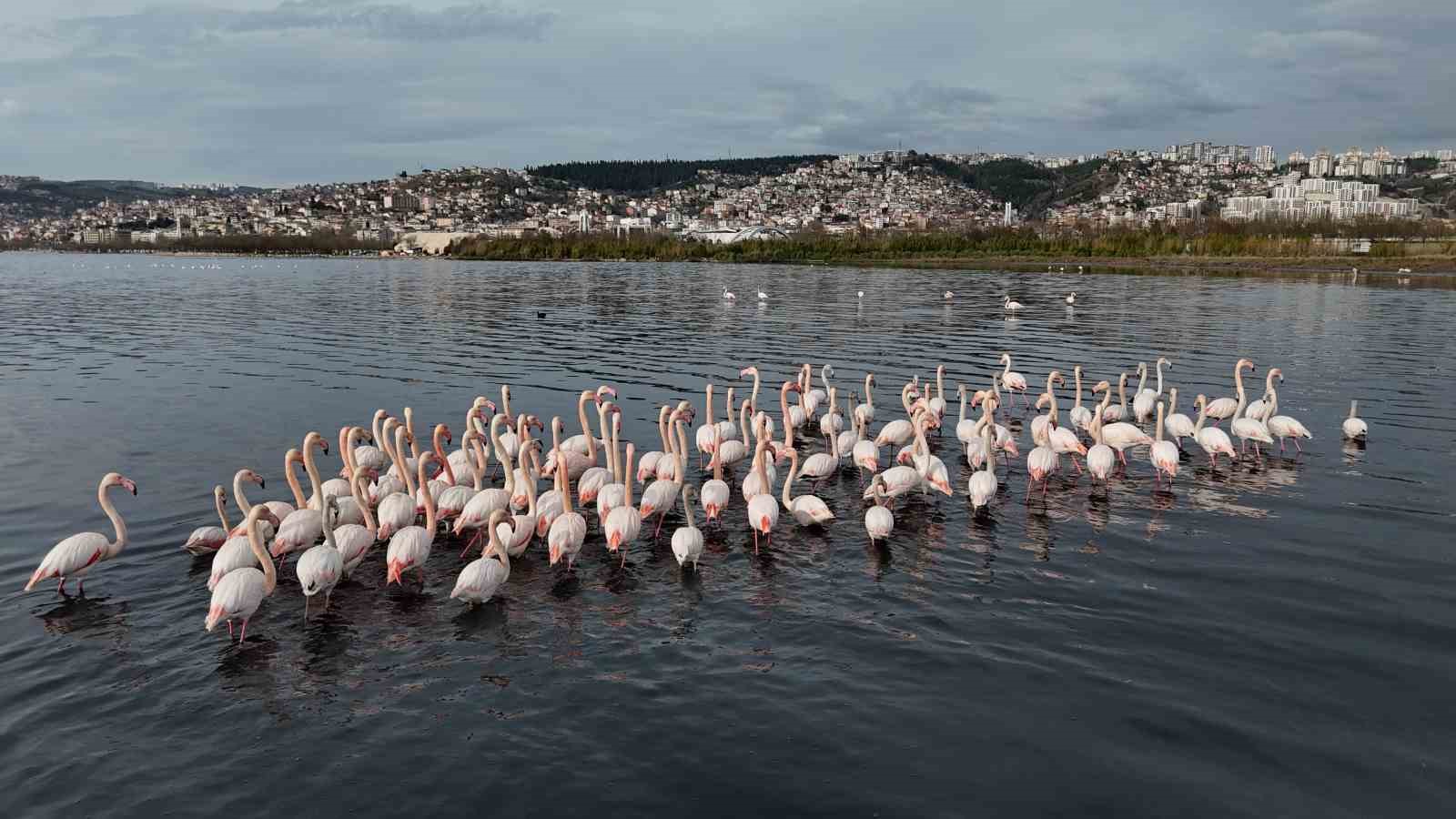 İzmit Körfezi’ne flamingo akını, sayıları katlandı
İzmit Körfezi’ne flamingo akını, sayıları katlandı