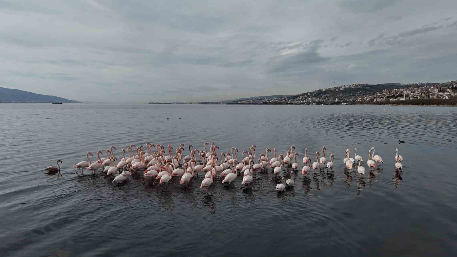 İzmit Körfezi’ne flamingo akını, sayıları katlandı
İzmit Körfezi’ne flamingo akını, sayıları katlandı