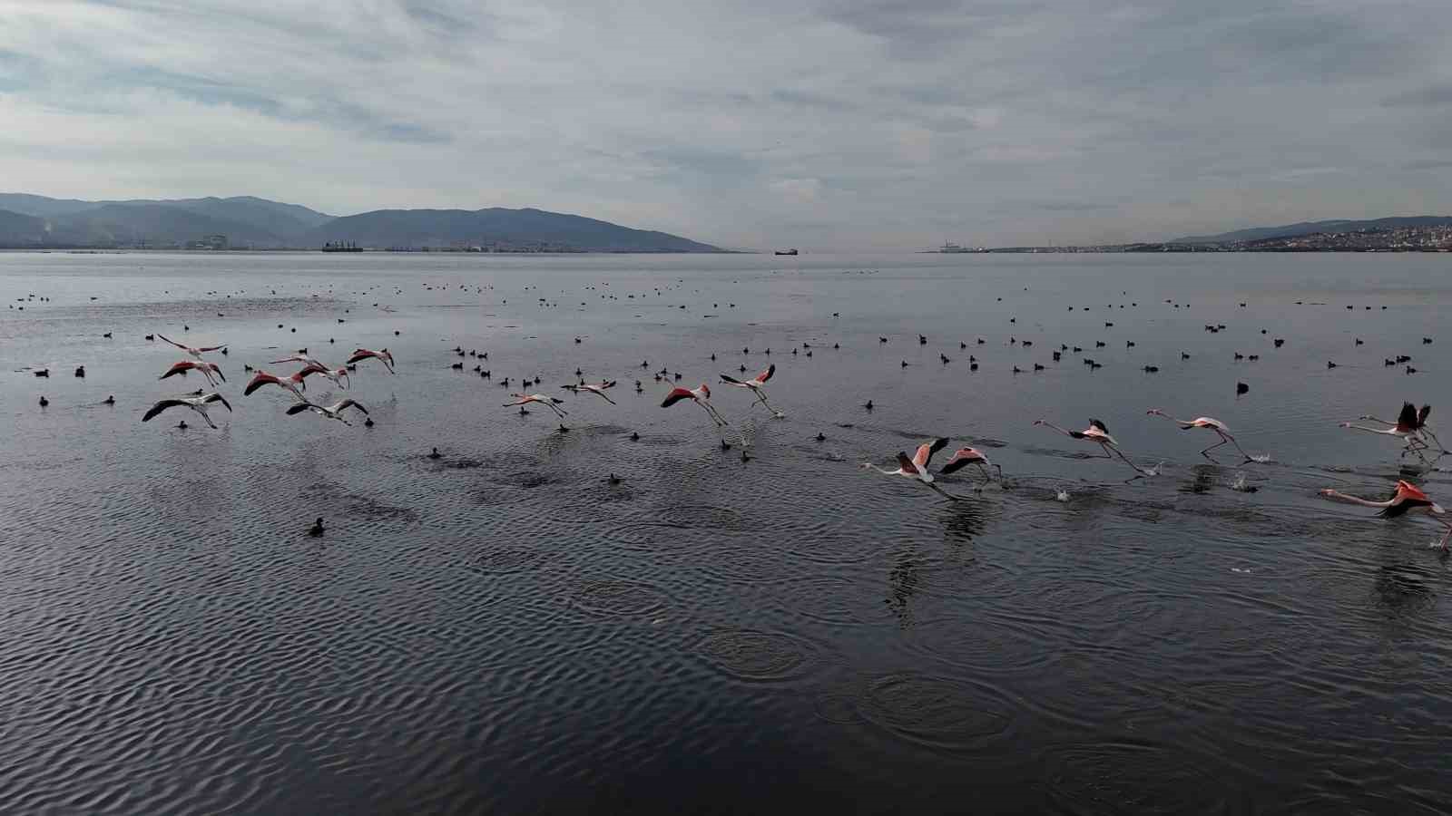 İzmit Körfezi’ne flamingo akını, sayıları katlandı
İzmit Körfezi’ne flamingo akını, sayıları katlandı
