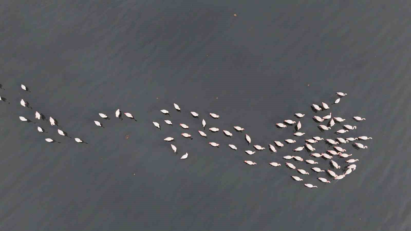 İzmit Körfezi’ne flamingo akını, sayıları katlandı
İzmit Körfezi’ne flamingo akını, sayıları katlandı