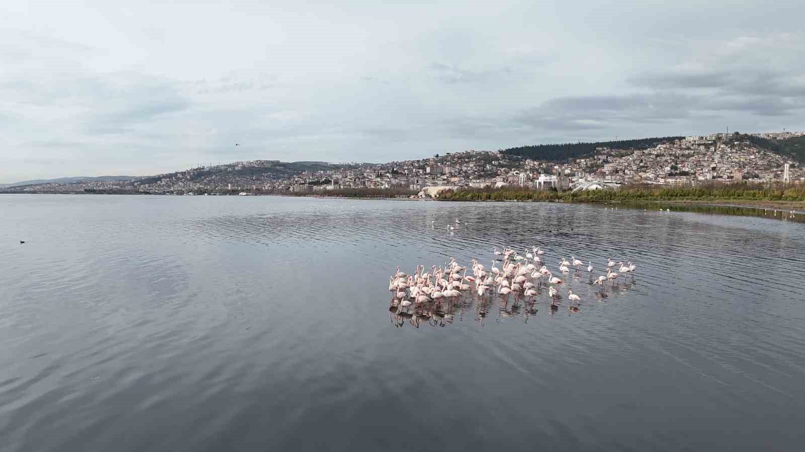 İzmit Körfezi’ne flamingo akını, sayıları katlandı
İzmit Körfezi’ne flamingo akını, sayıları katlandı