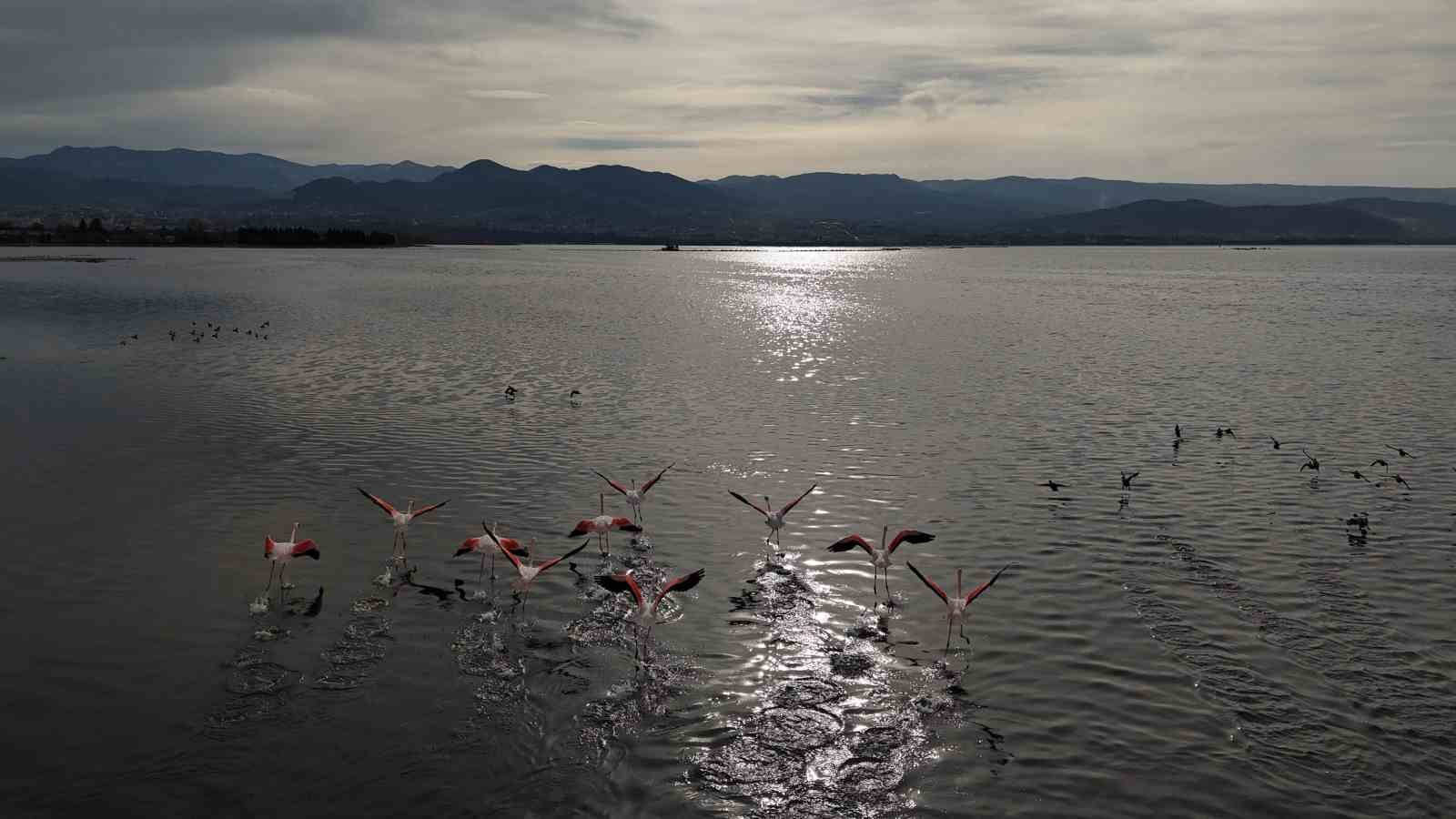 İzmit Körfezi’ne flamingo akını, sayıları katlandı
İzmit Körfezi’ne flamingo akını, sayıları katlandı