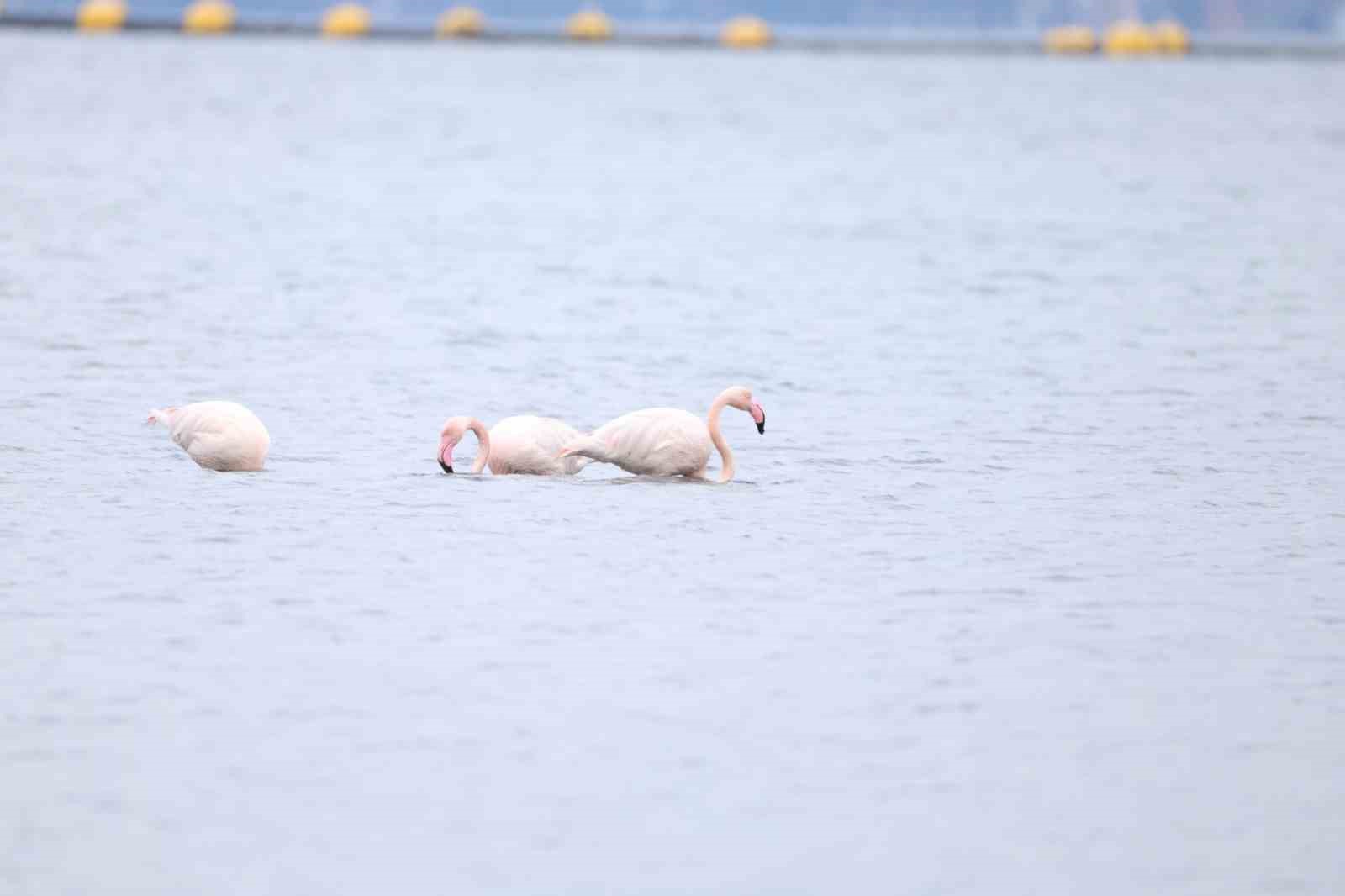 İzmit Körfezi’nin zarif misafirleri şenlikte görüntülendi
İzmit Körfezi’nin zarif misafirleri şenlikte görüntülendi