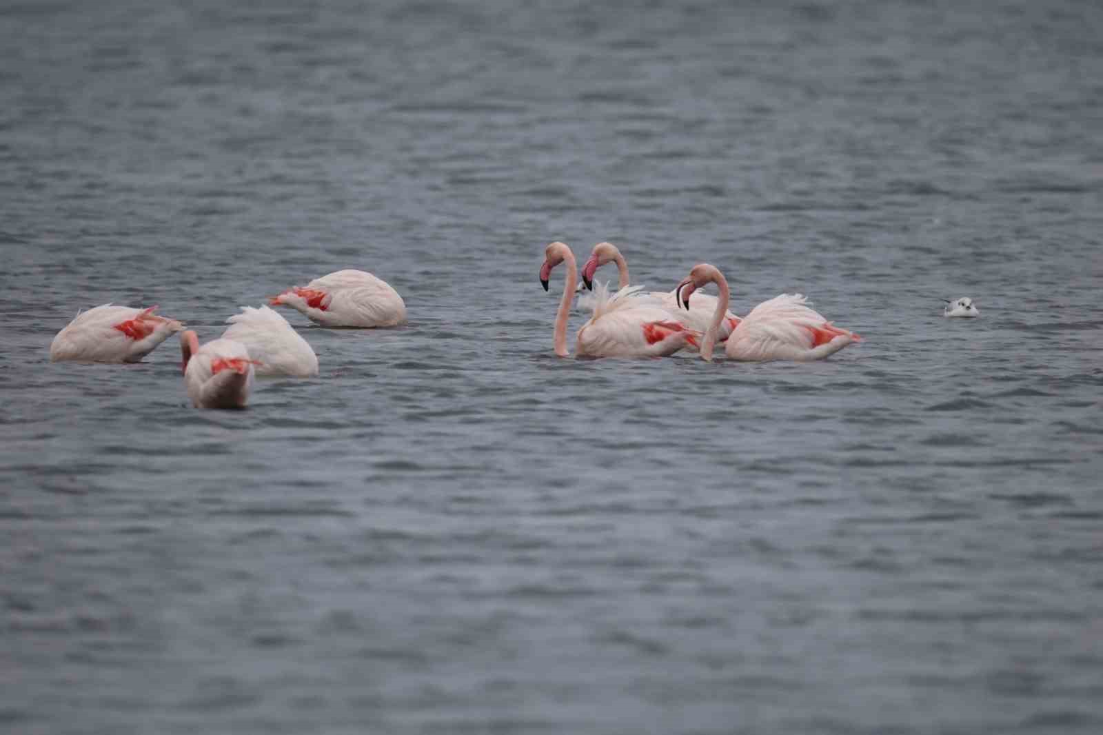 İzmit Körfezi’nin zarif misafirleri şenlikte görüntülendi
İzmit Körfezi’nin zarif misafirleri şenlikte görüntülendi