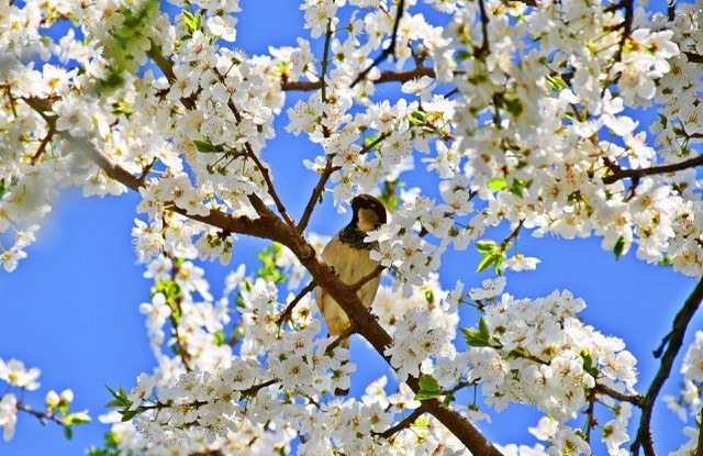 İznik çiçek bahçesine büründü
