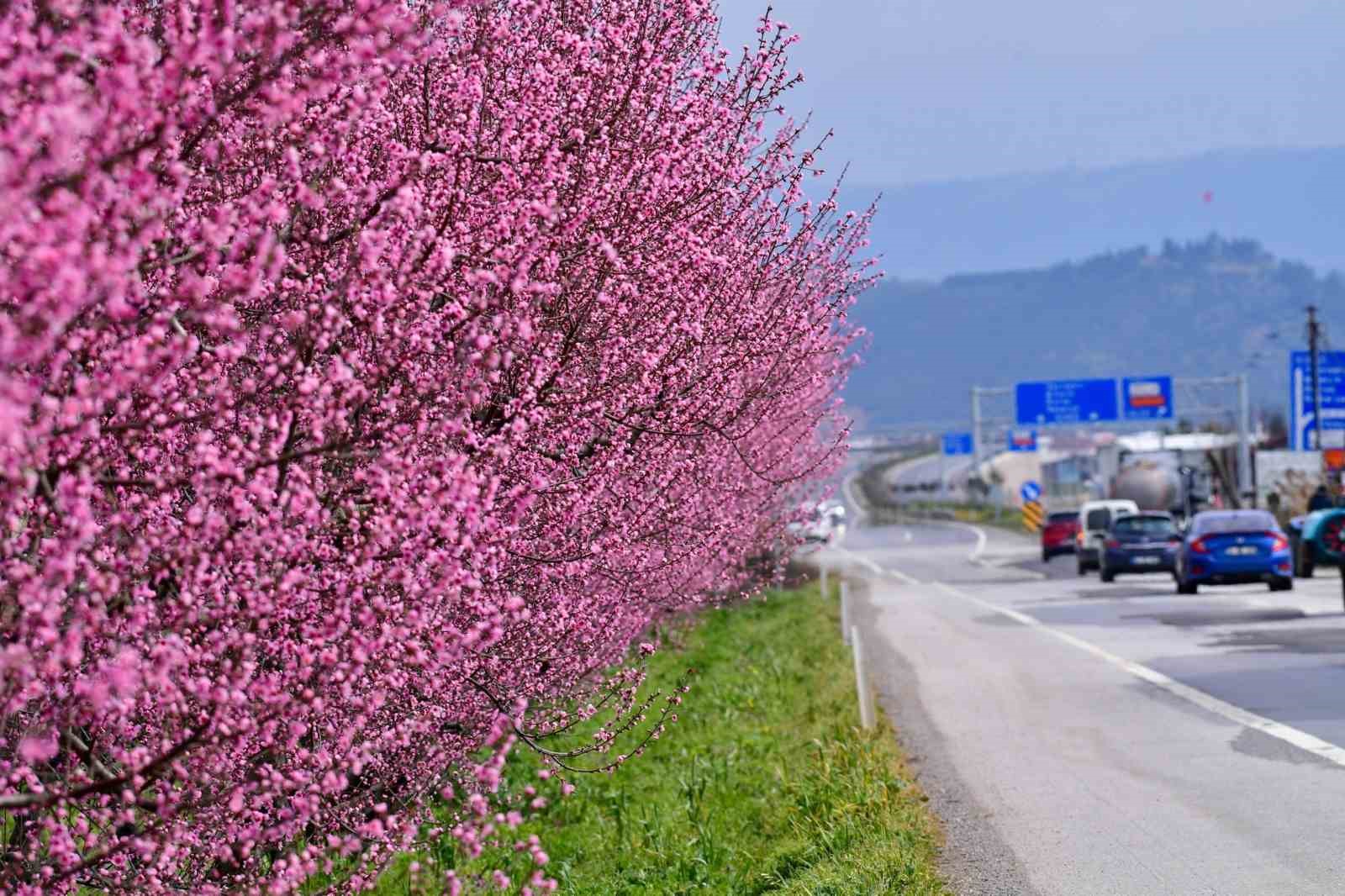 İznik Ovası’nda bahar şöleni : Şeftali bahçeleri kartpostallık görüntüler oluşturdu

