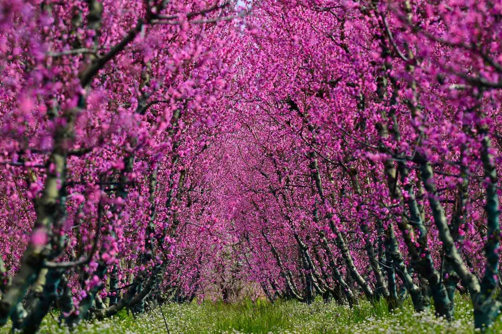 İznik Ovası’nda bahar şöleni : Şeftali bahçeleri kartpostallık görüntüler oluşturdu
