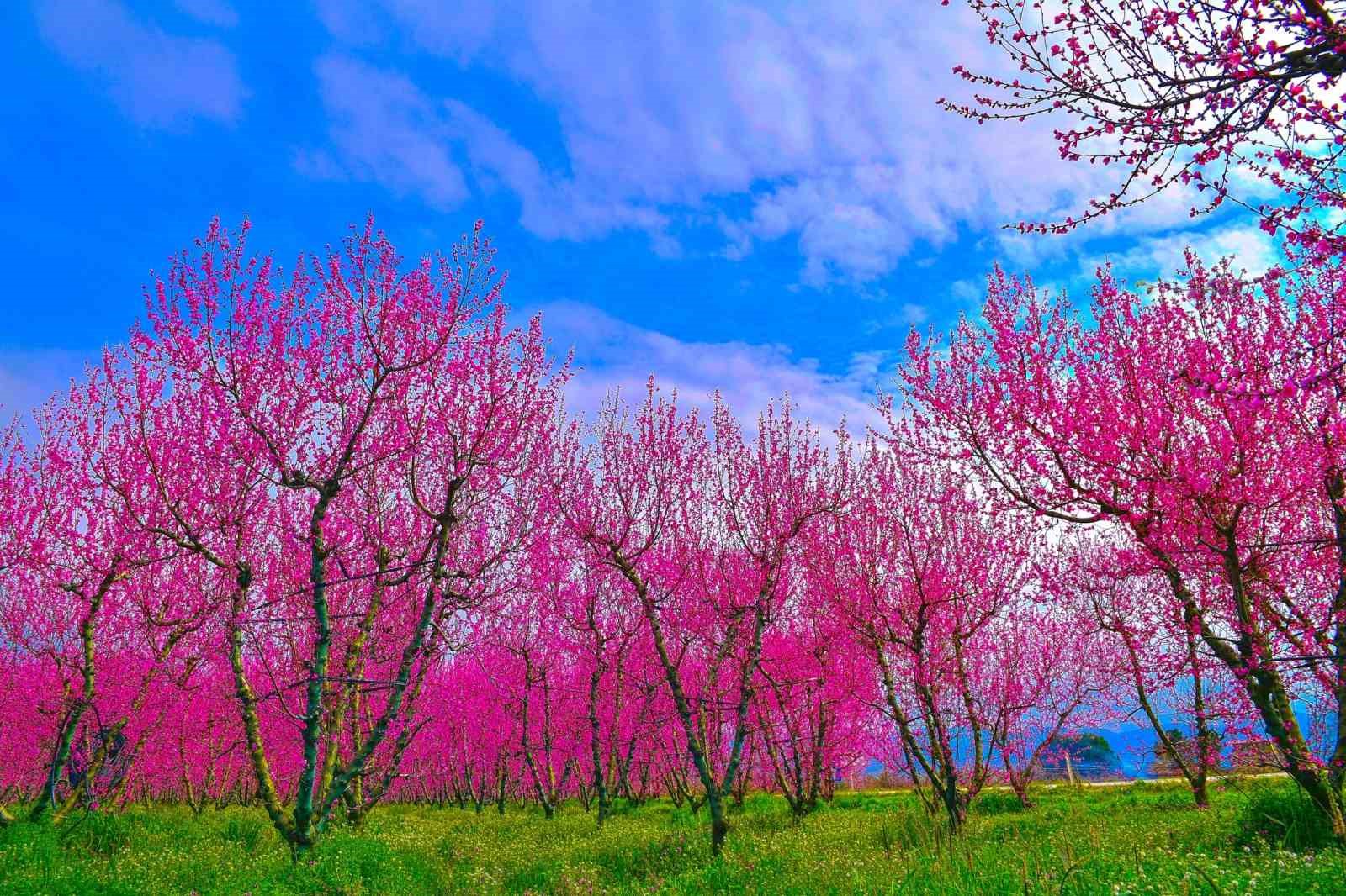 İznik Ovası’nda bahar şöleni : Şeftali bahçeleri kartpostallık görüntüler oluşturdu
