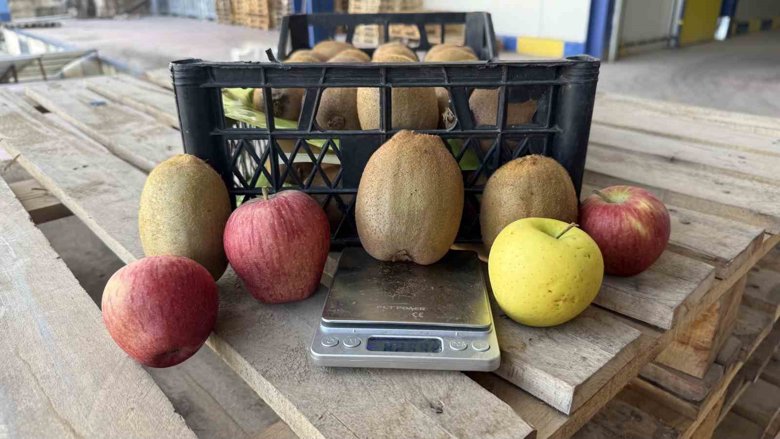 İznik’te yetiştirilen dev kiviler ağırlıklarıyla rekor kırdı, Avrupa pazarının dikkatini çekti
