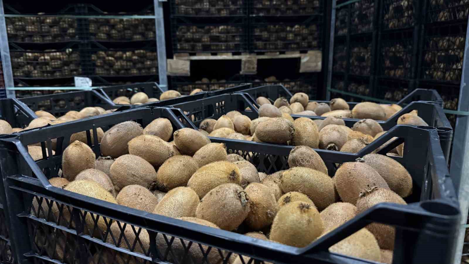 İznik’te yetiştirilen dev kiviler ağırlıklarıyla rekor kırdı, Avrupa pazarının dikkatini çekti
