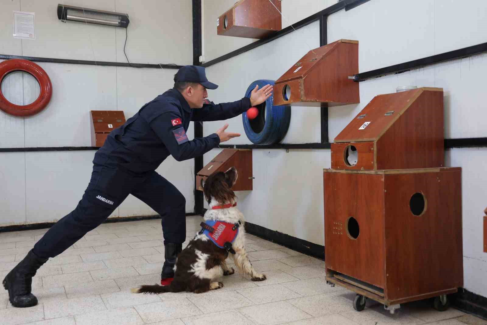 JAKEM’de görev köpekleri zorlu görevlere hazırlanıyor
