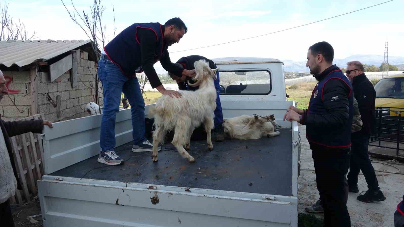 Jandarma kayıp 5 koyun için 3 iş yeri ve 9 meskene ait toplam 24 saatlik güvenlik kamerasını saniye saniye inceledi
