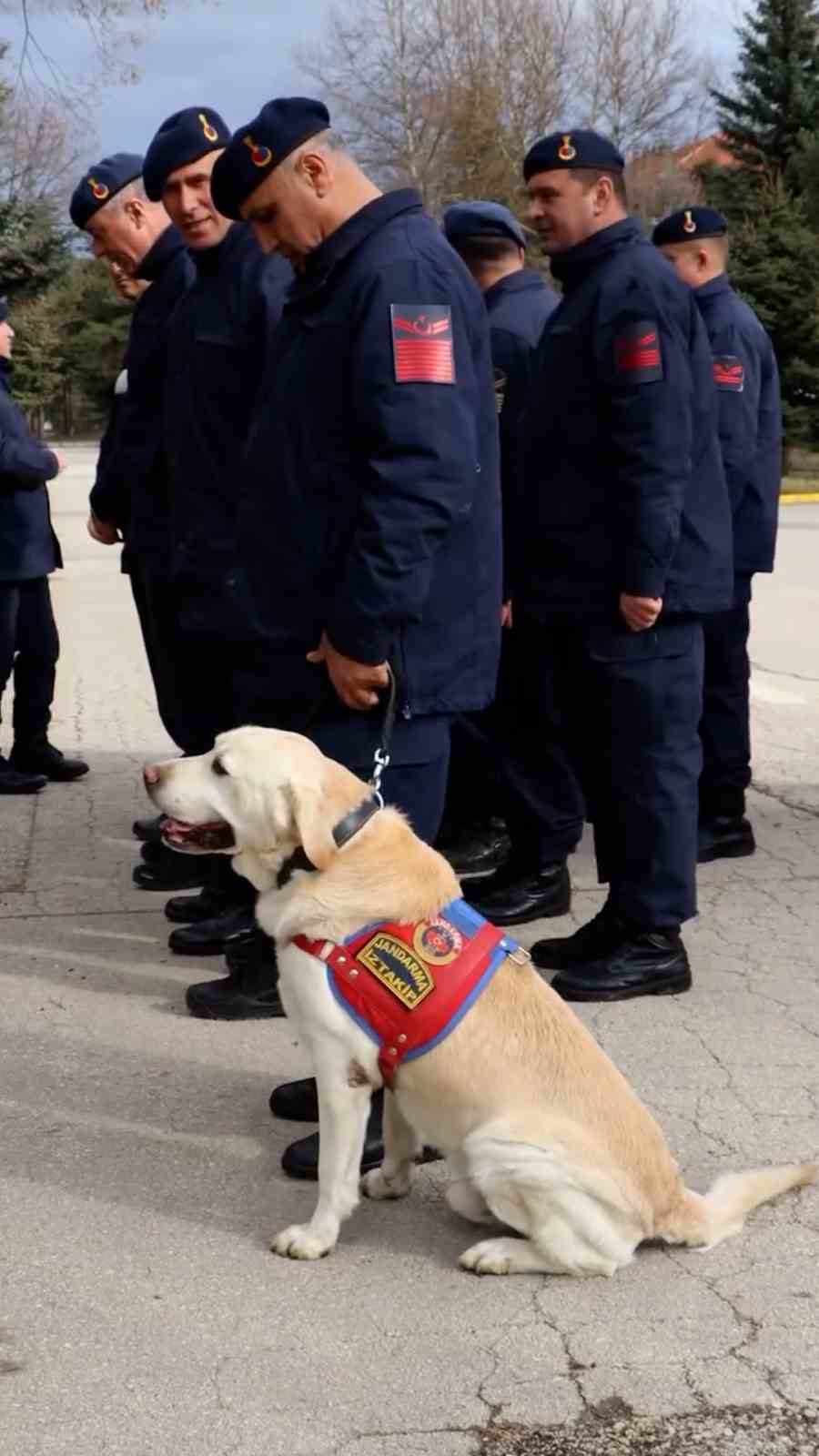 Jandarmanın hassas burnu "Medyum" 10 yıllık mesaisini tamamladı
