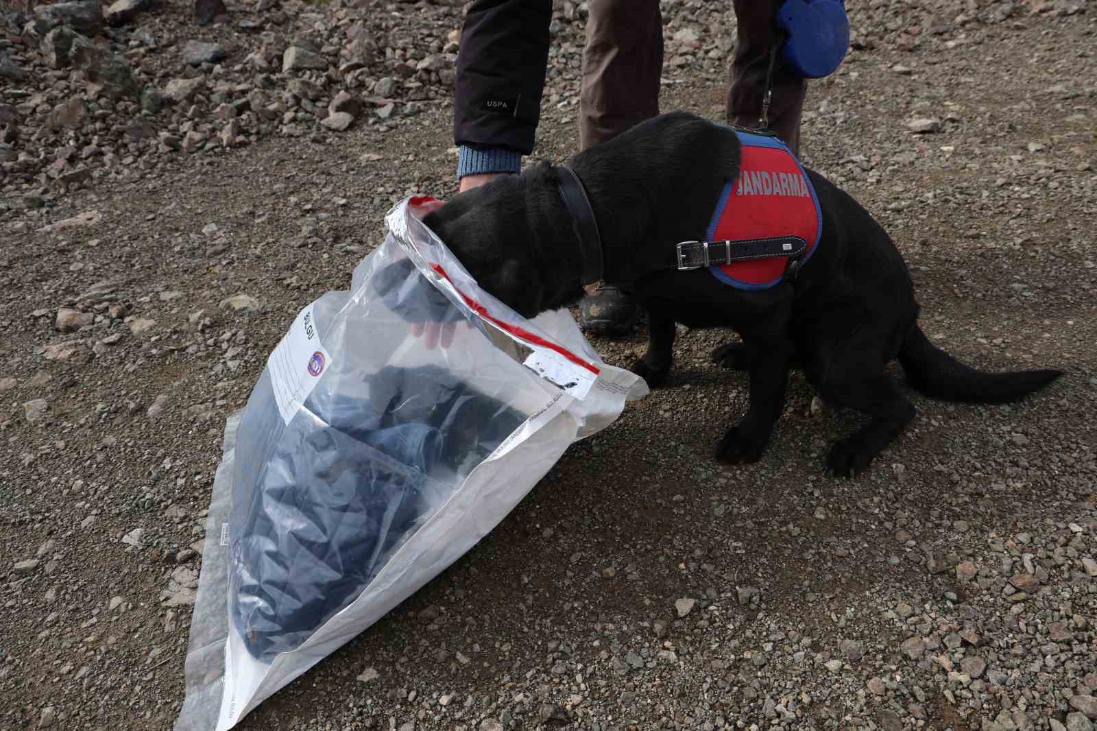 Jandarmanın iz takip köpeği "Salkım" kayıp şahıs için sahada
